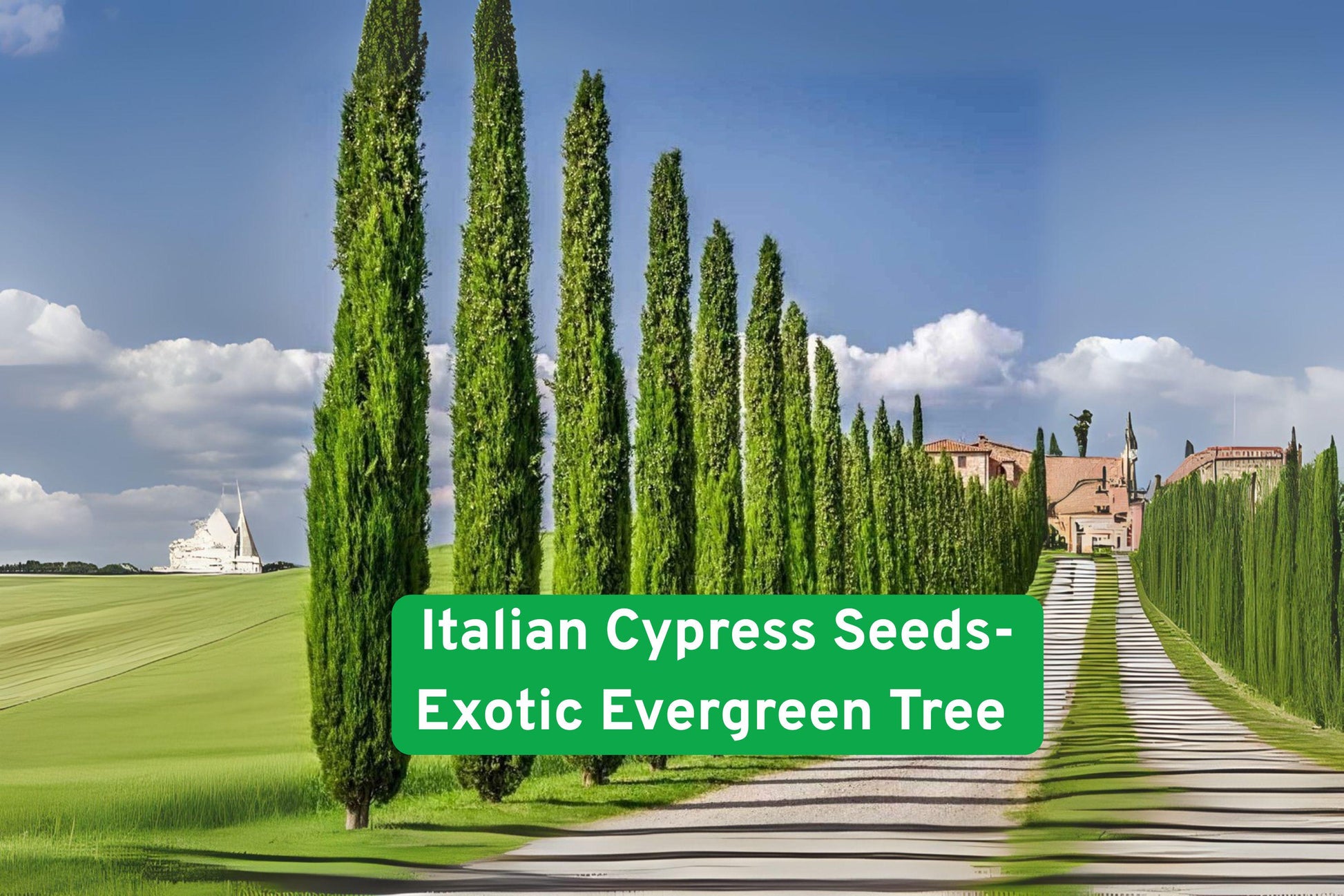 Italian Cypress Tree Seeds - 50 Pack - Evergreen Privacy Plant - Cupressus sempervirens - Ideal for Landscaping & Borders