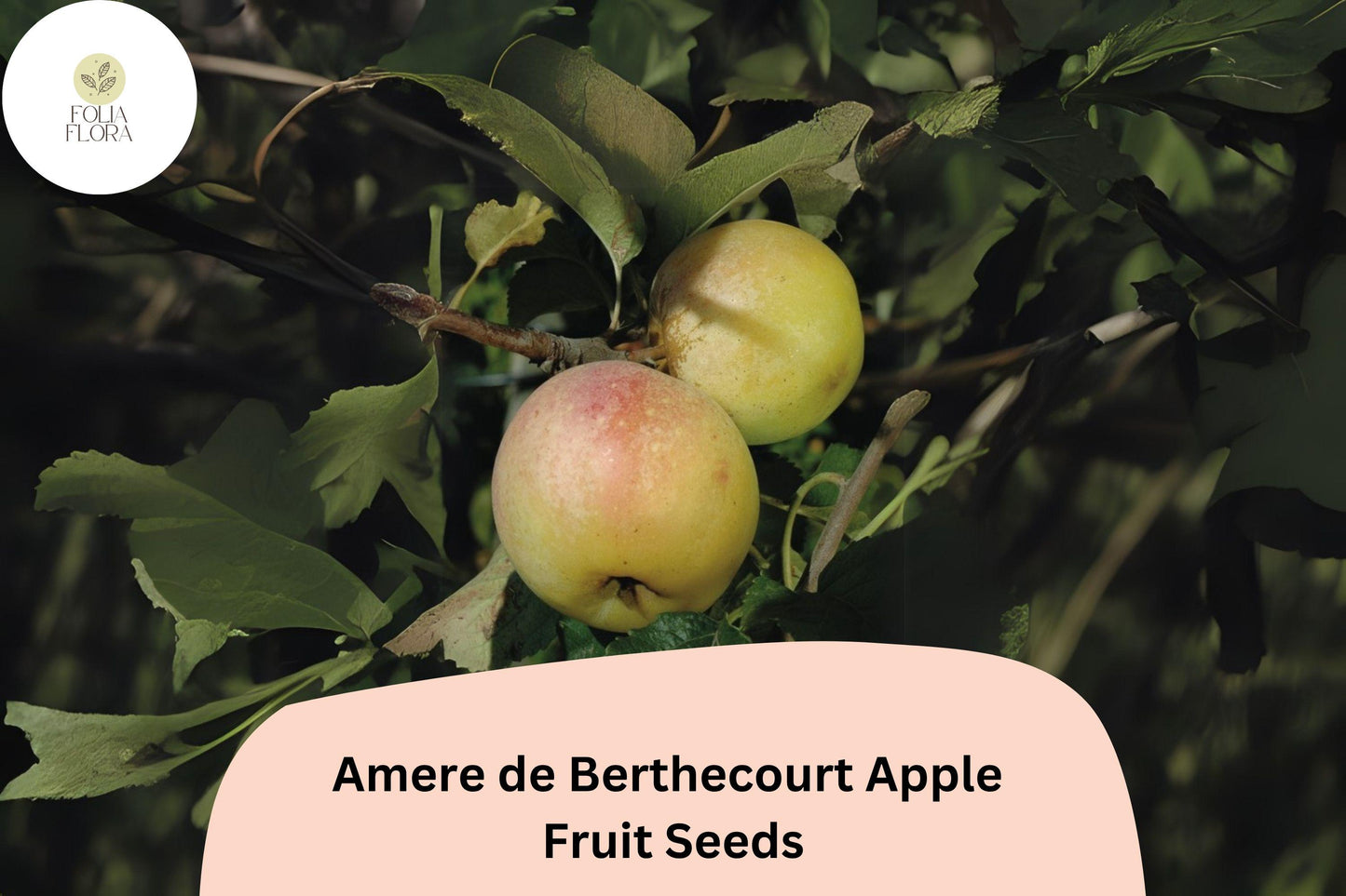 Amere de Berthecourt Apple Seeds - 25+ Heirloom French Cider Seeds | Malus domestica | Bittersharp Flavor for Cider Making