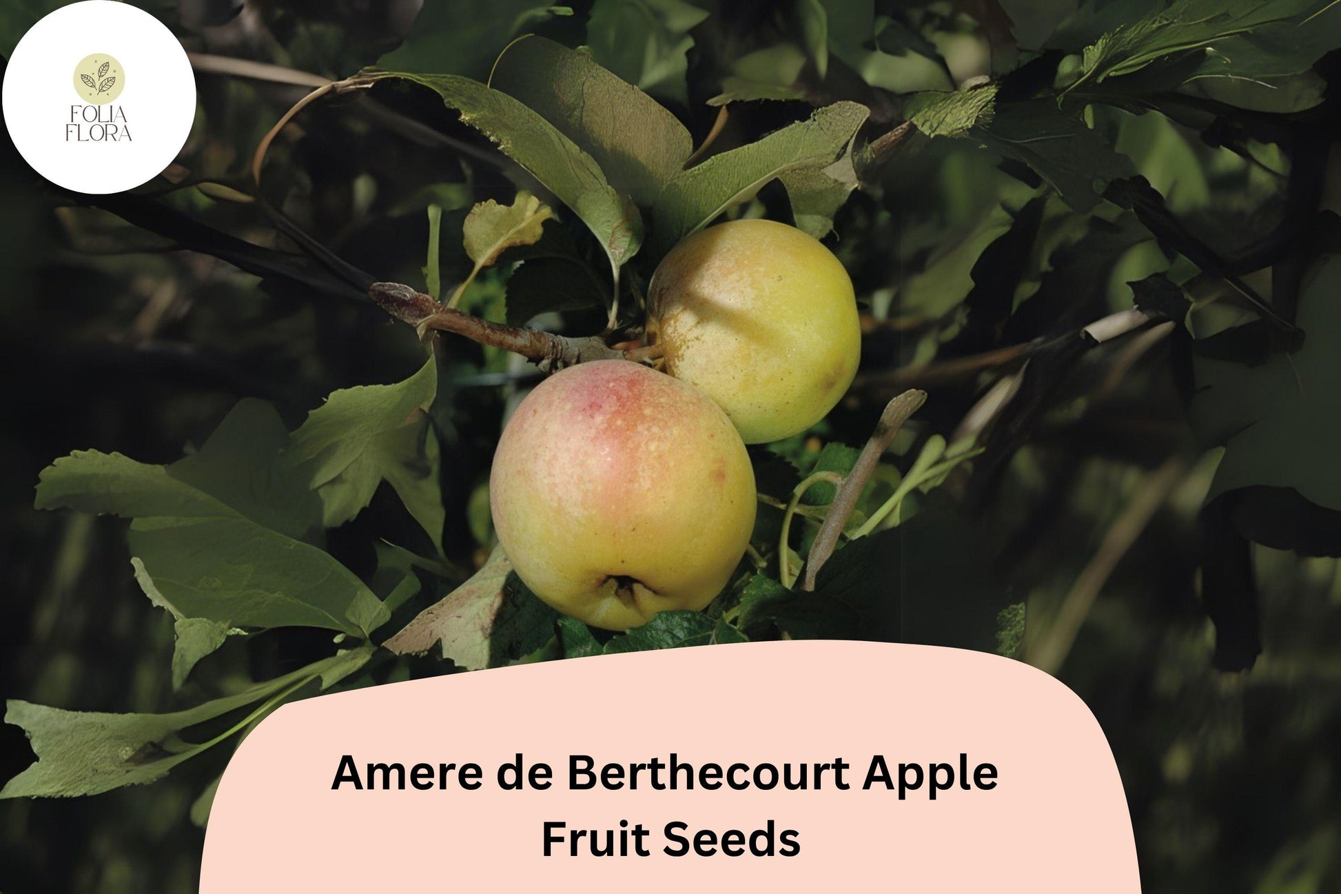 Amere de Berthecourt Apple Seeds - 25+ Heirloom French Cider Seeds | Malus domestica | Bittersharp Flavor for Cider Making