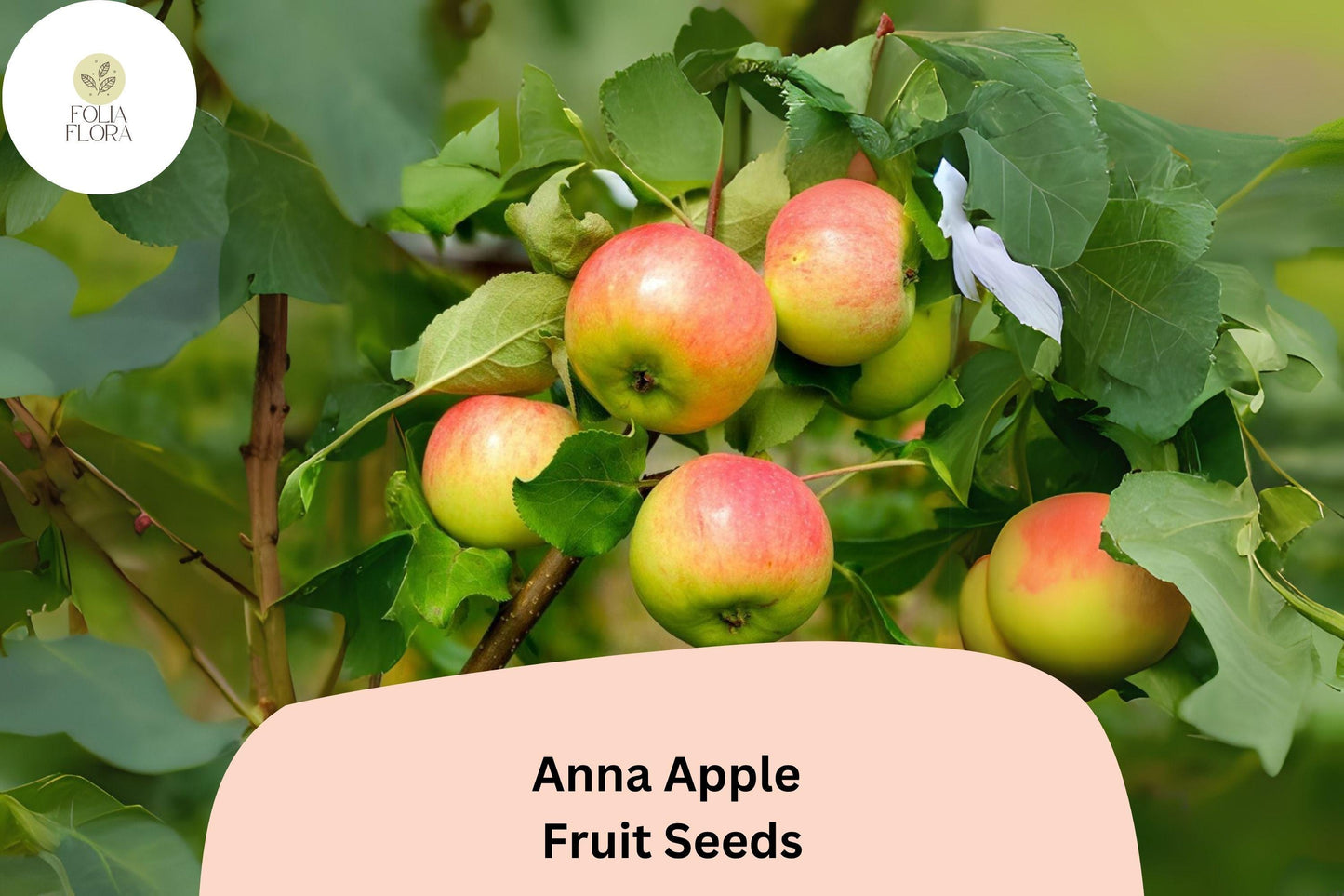 25+ Anna Apple Seeds | Low-Chill, Early Variety | Sweet Dessert Apple | Malus domestica for Warm Climates