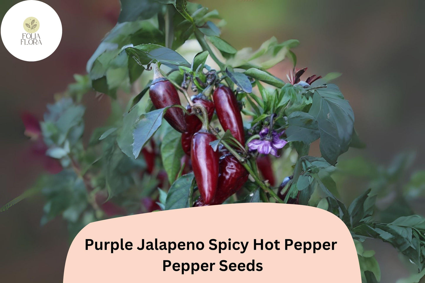 Purple Jalapeño Seeds - 25+ Non-GMO Spicy Hot Pepper Seeds | Capsicum annuum | Unique Dark Color for Garden & Containers