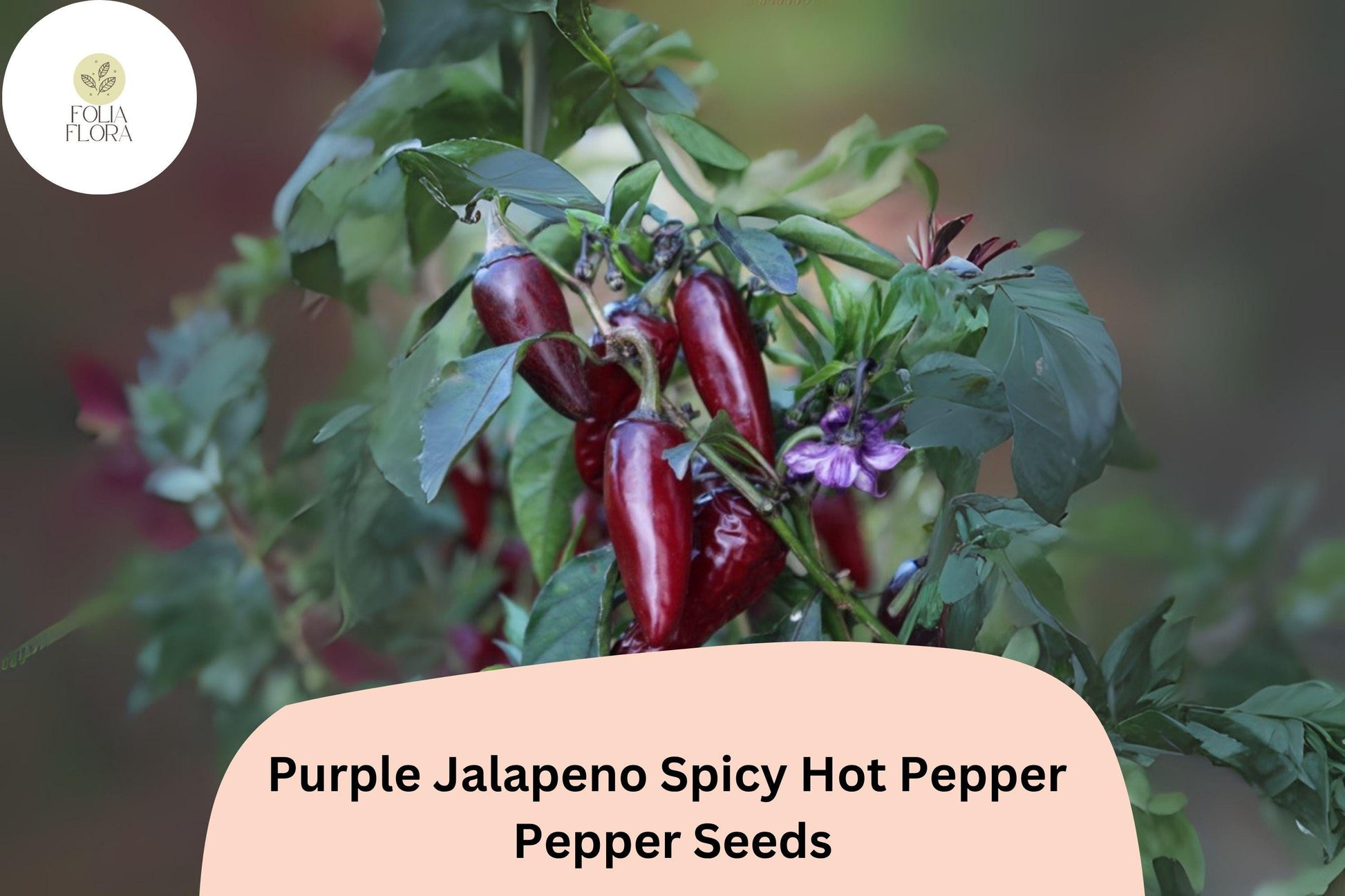 Purple Jalapeño Seeds - 25+ Non-GMO Spicy Hot Pepper Seeds | Capsicum annuum | Unique Dark Color for Garden & Containers