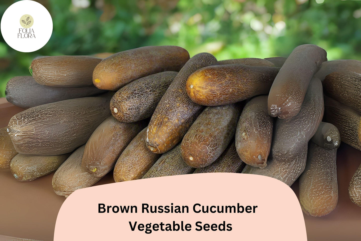 Brown Russian Cucumber Seeds - 25+ Rare Heirloom, Non-GMO, Crisp Sweet Flavor, Cucumis sativus, Ideal for Salads & Pickling