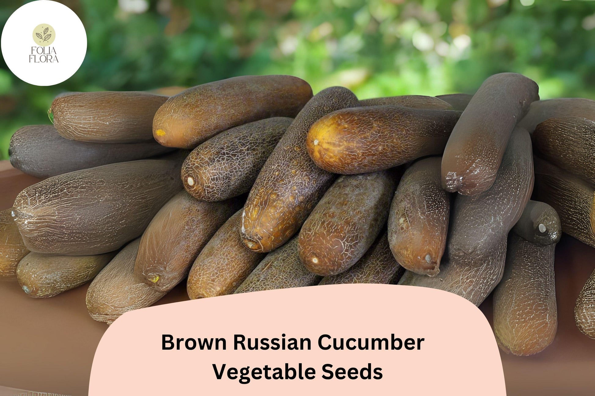 Brown Russian Cucumber Seeds - 25+ Rare Heirloom, Non-GMO, Crisp Sweet Flavor, Cucumis sativus, Ideal for Salads & Pickling