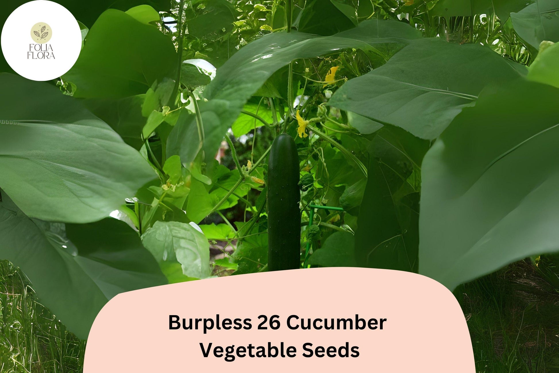 Burpless 26 Cucumber Seeds - 25+ Heirloom Non-GMO Slicer - Cucumis sativus - Tender, Non-Bitter, Ideal for Salads and Sandwiches