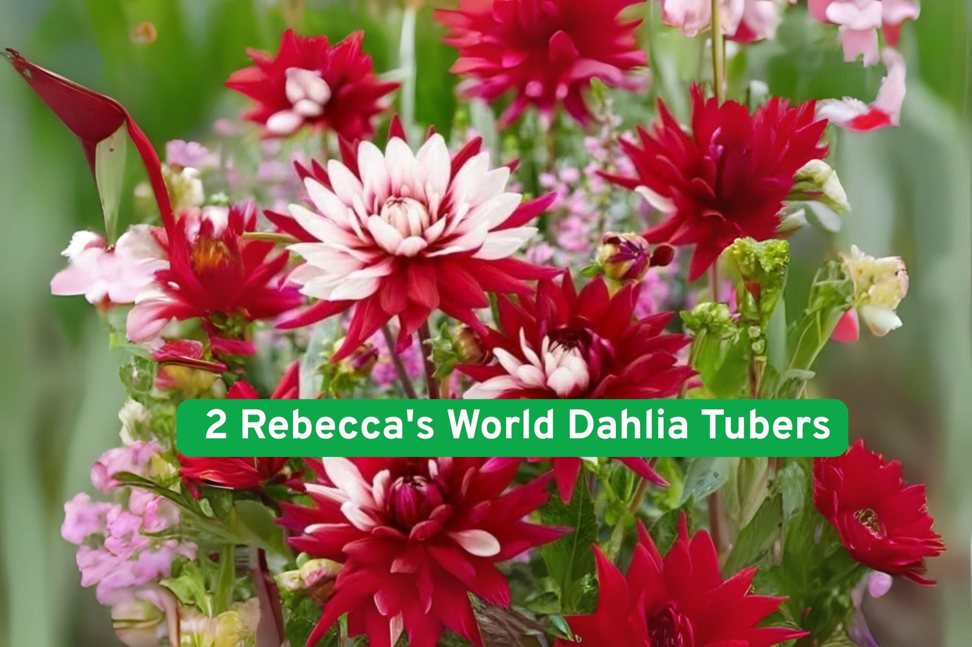 Dahlia Tubers - 2 Giant Red & White Bicolor Flowers - Rebecca's World (Dahlia variabilis) - Perennial Garden Plants
