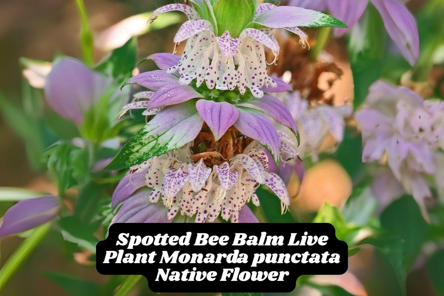 Spotted Bee Balm Live Plant 2.5" Pot Monarda punctata Pollinator Magnet Dotted Mint Pink Lavender Cream Flowers