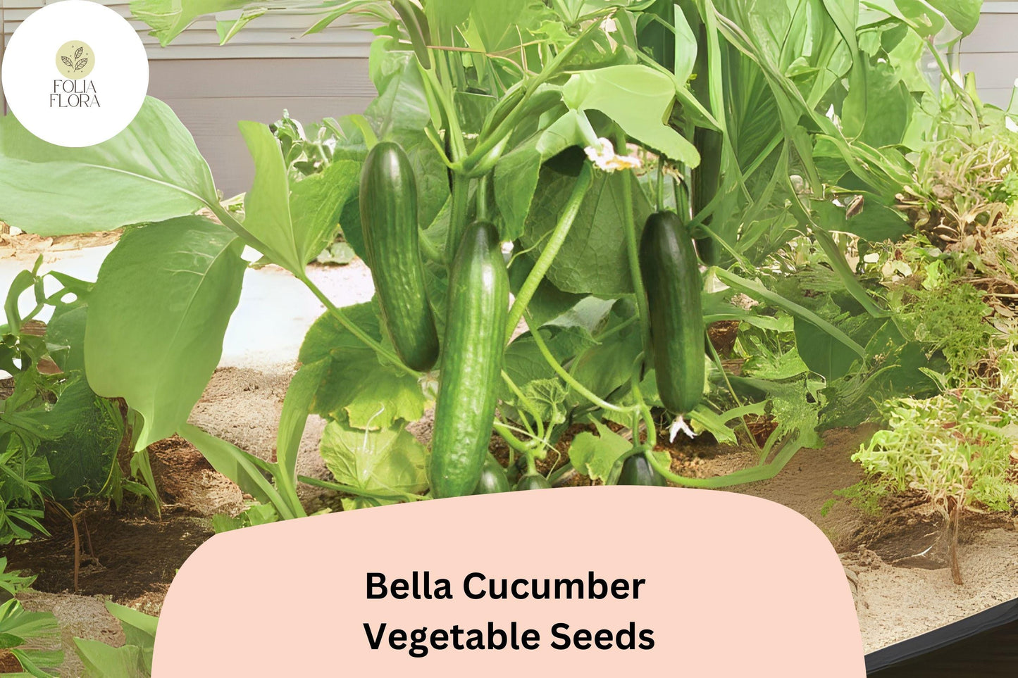 Bella Cucumber Seeds | 25+ Non-GMO Hybrid | Sweet Crisp Flavor | Cucumis sativus | High Yield Garden Vegetable
