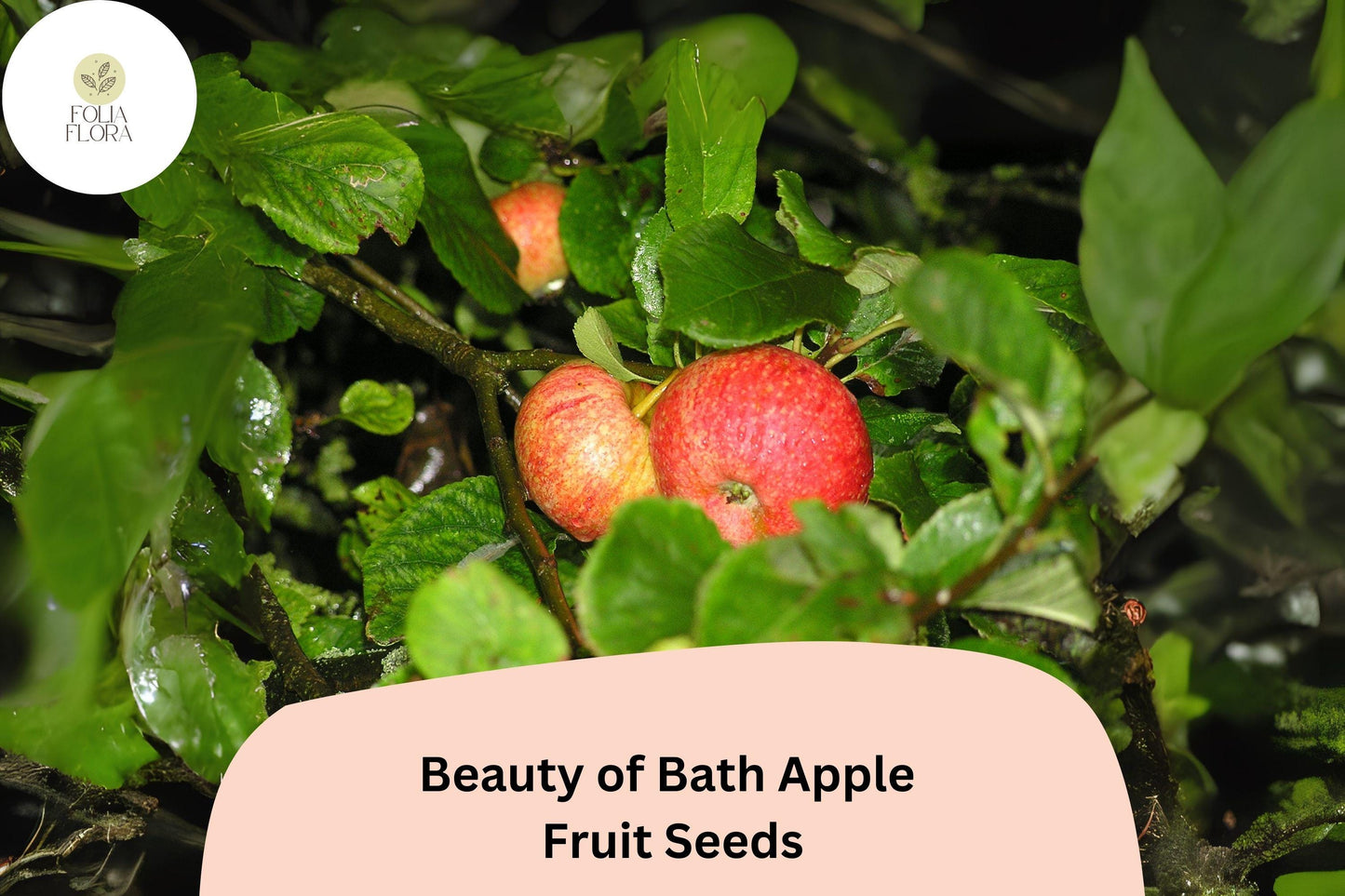 Beauty of Bath Apple Seeds | 25+ Fresh Heirloom Seeds | Sweet Juicy Fruit | Malus domestica 'Beauty of Bath'