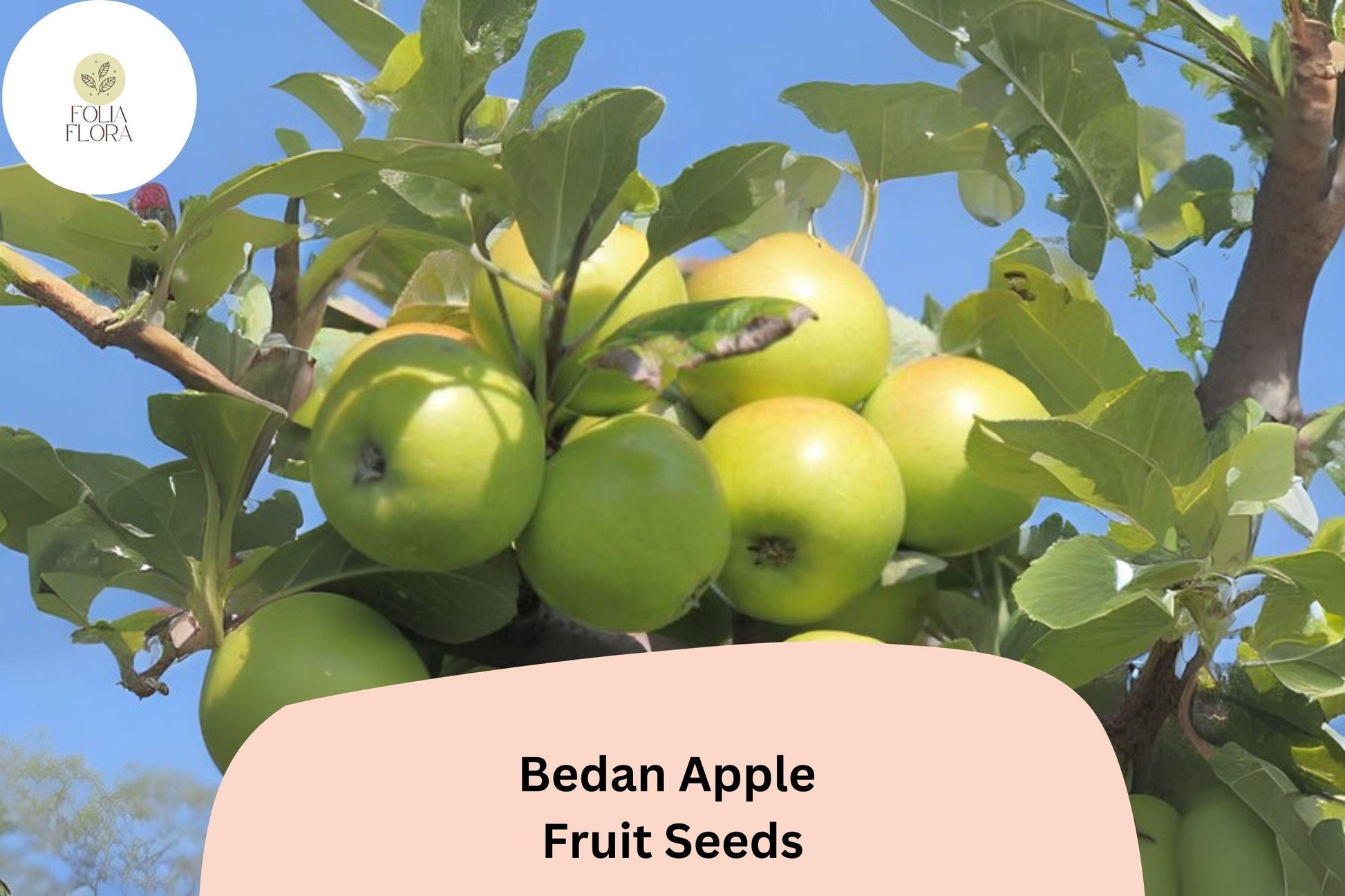 Bedan Apple Seeds - 25+ Fresh Rare French Heirloom Cider Variety - Malus domestica - Ideal for Orchards & Cider Making