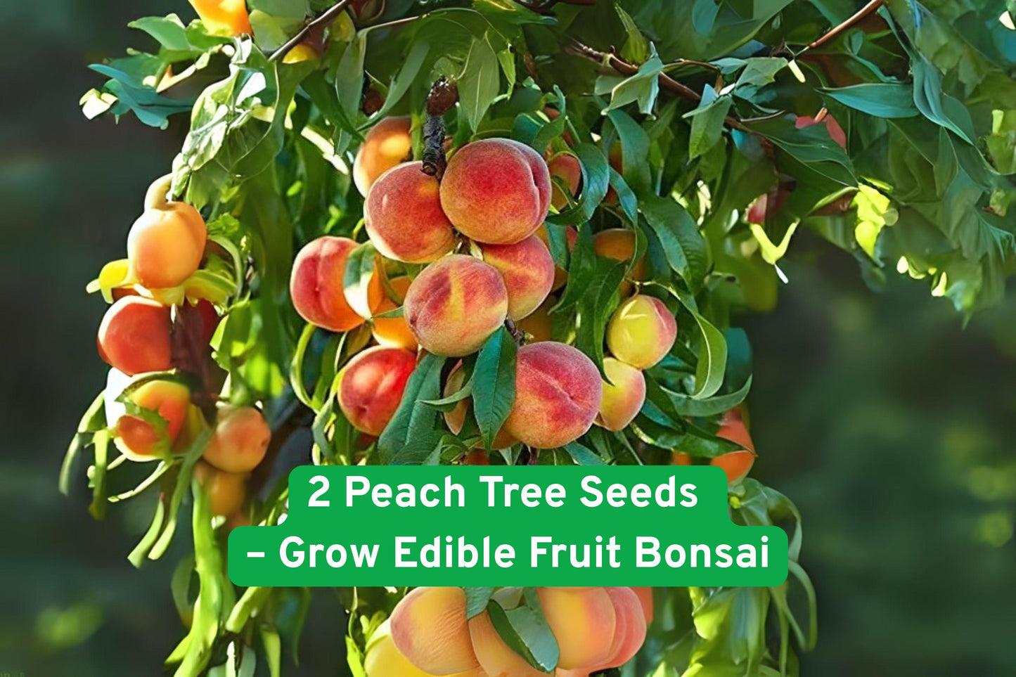 Peach Tree Seeds - 2 Prunus persica for Bonsai - Edible Fruit - USA Grown - Compact Garden Plant - Perfect for Beginners