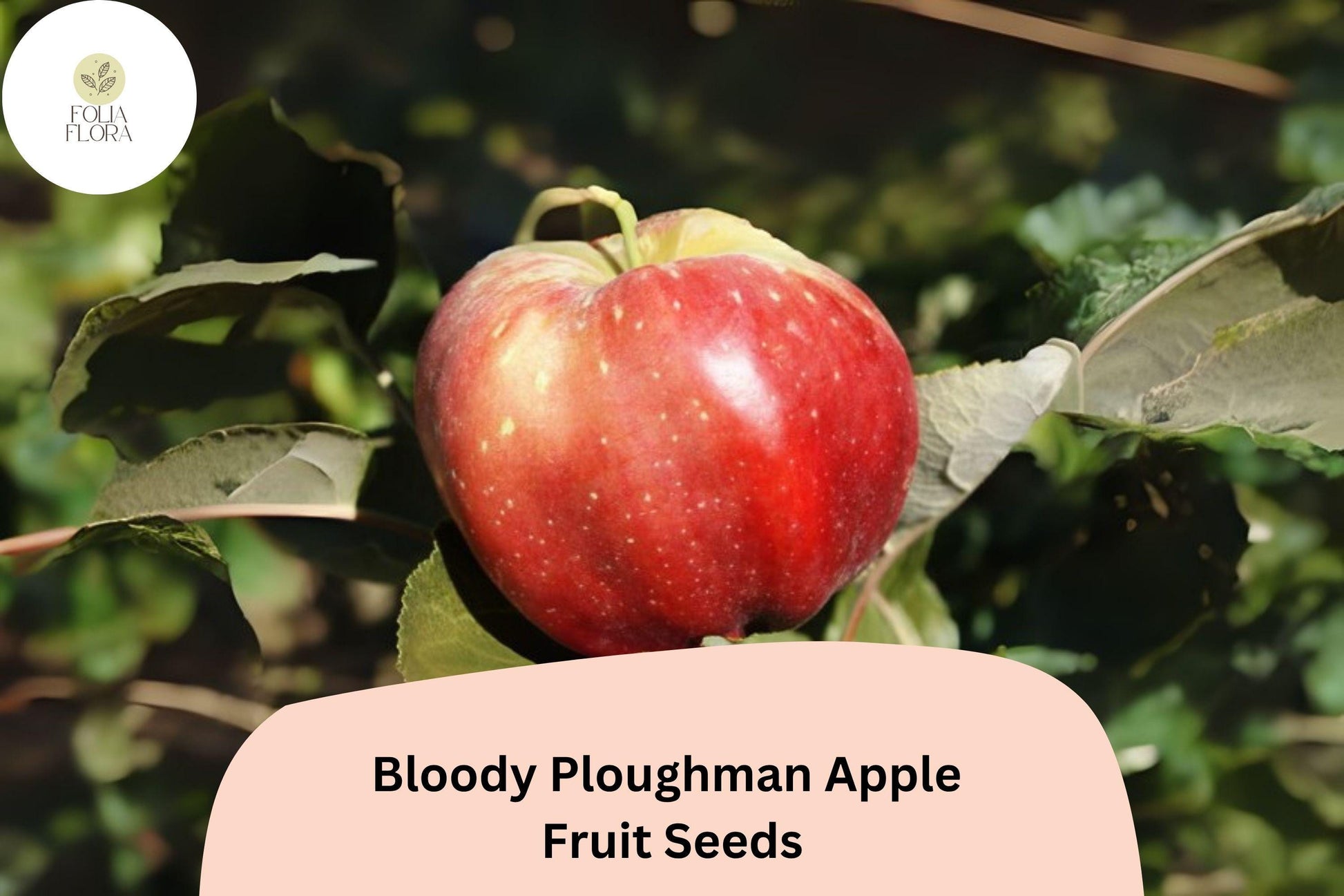 Bloody Ploughman Apple Seeds | 25+ Heirloom Red Flesh Fruit Seeds | Malus domestica | Scottish Variety for Orchards