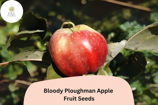 Bloody Ploughman Apple Seeds | 25+ Heirloom Red Flesh Fruit Seeds | Malus domestica | Scottish Variety for Orchards
