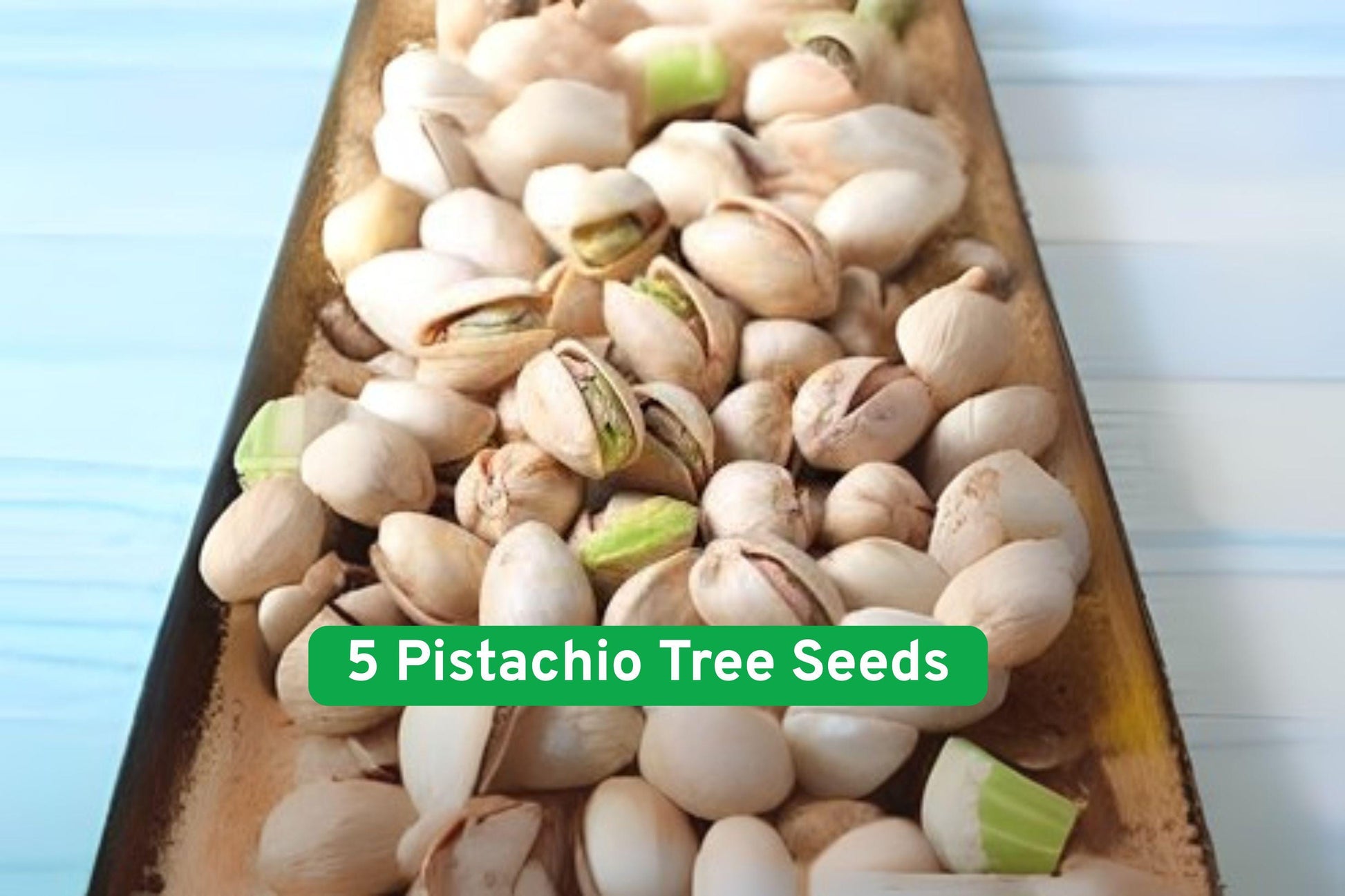 Pistachio Tree Seeds - 5 Fresh Pistacia Vera - Grow Your Own Nut Tree for Bonsai or Orchard Planting - Edible Seeds