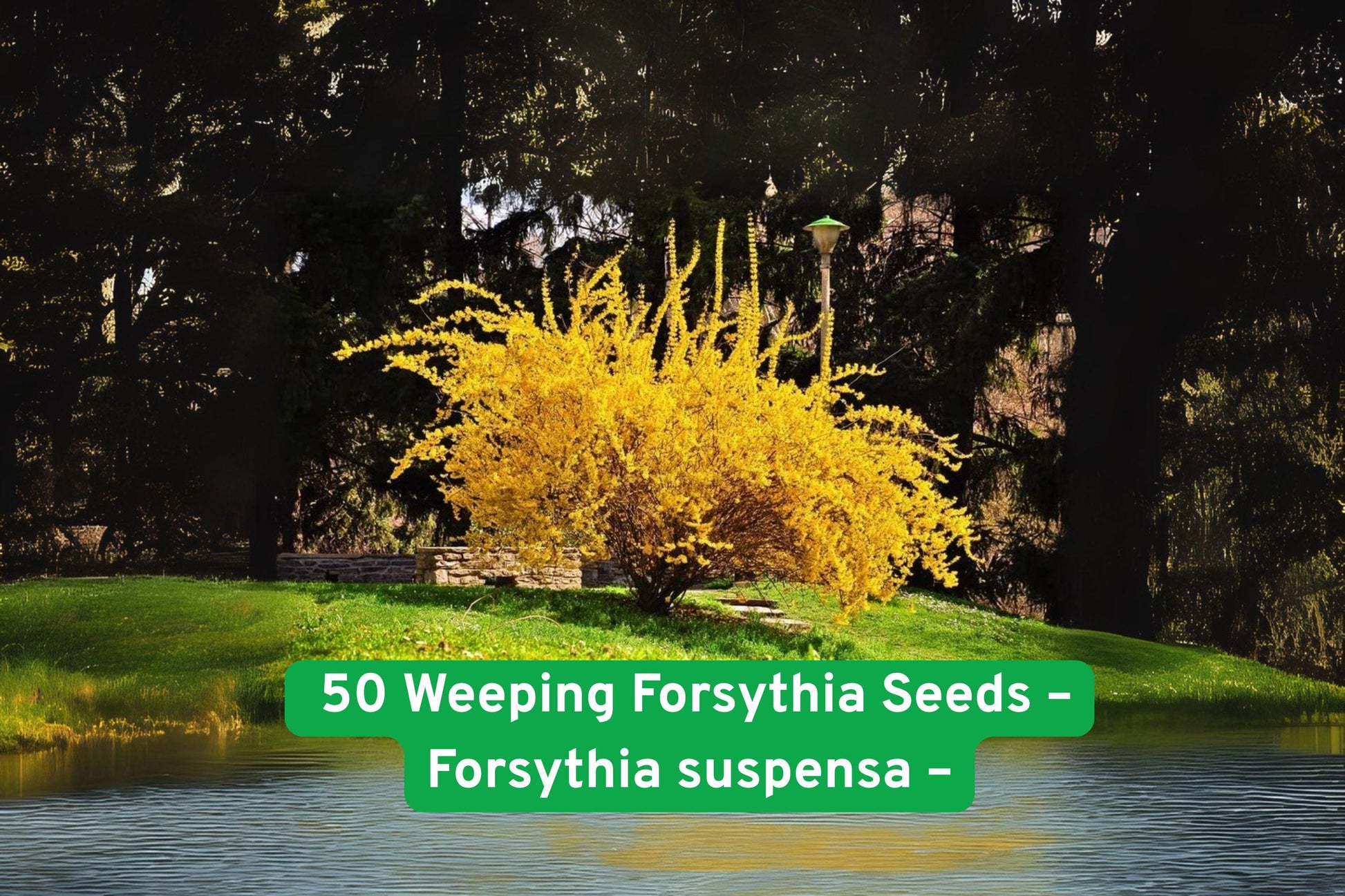 Weeping Forsythia Seeds - 50 Pack - Bright Yellow Blooms - Forsythia suspensa - Fast-Growing Flowering Shrub for Gardens