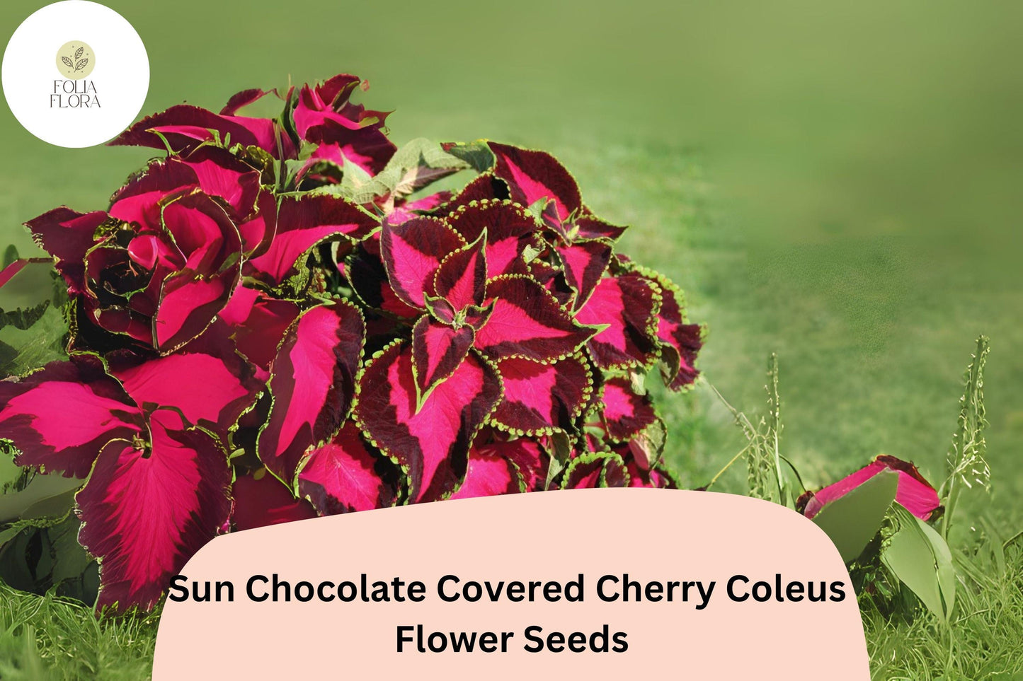 Chocolate Covered Cherry Coleus Seeds | 25+ Premium Burgundy & Pink Foliage | Plectranthus scutellarioides