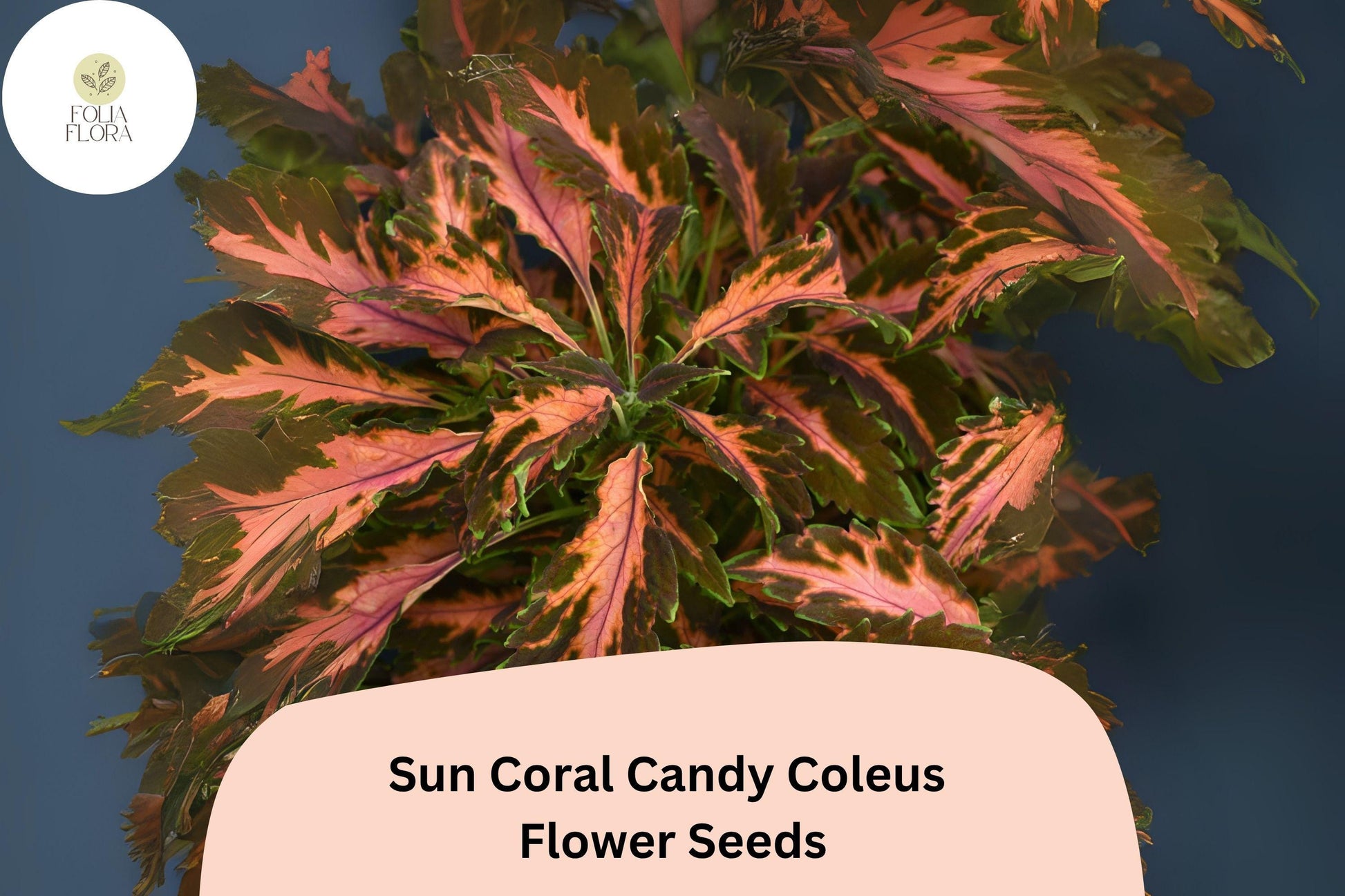 Coral Candy Coleus Seeds | 25+ Seeds | Pink & Green Foliage | Plectranthus scutellarioides | Shade & Sun Plant