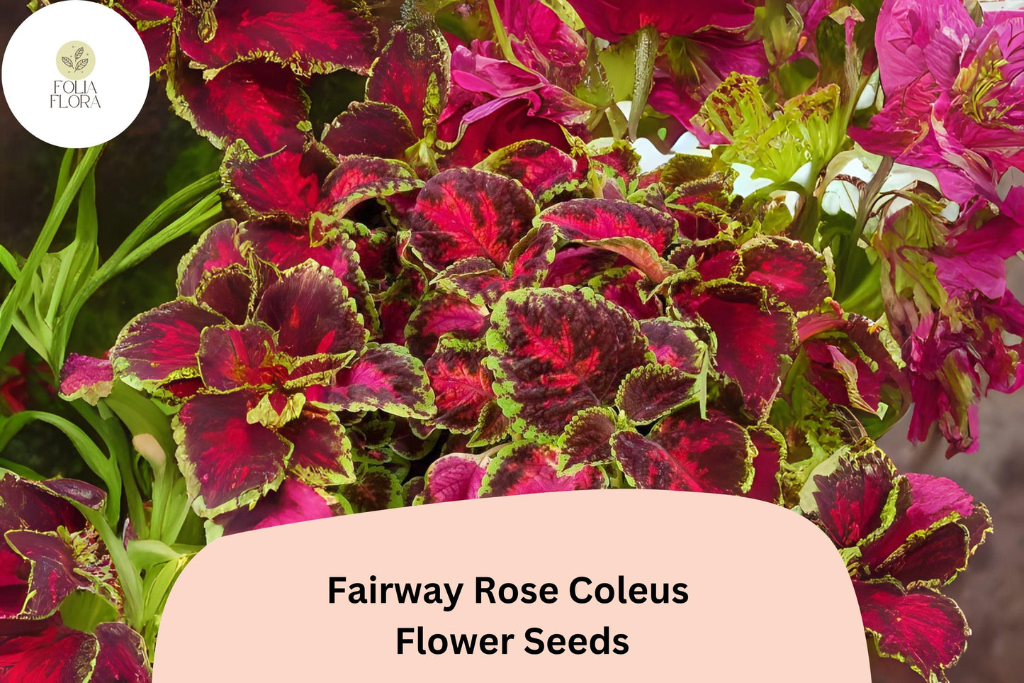 Fairway Rose Coleus Seeds | 25+ Compact Pink-Red Foliage | Plectranthus scutellarioides | Shade Plant for Gardens & Containers