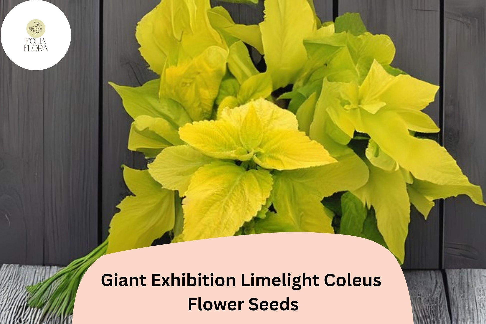 Giant Limelight Coleus Seeds - 25+ Fresh Seeds, Bright Lime Green Foliage, Plectranthus scutellarioides