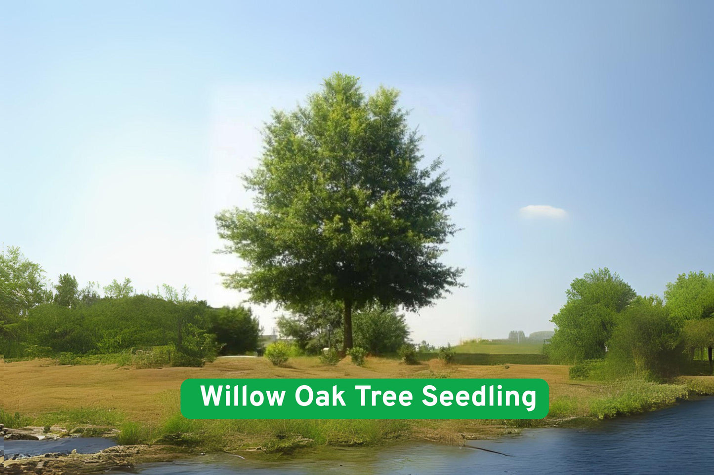 Willow Oak Tree Seedling - Quercus phellos - Fast-Growing Shade Tree for Landscapes - Green Foliage, Beautiful Fall Color
