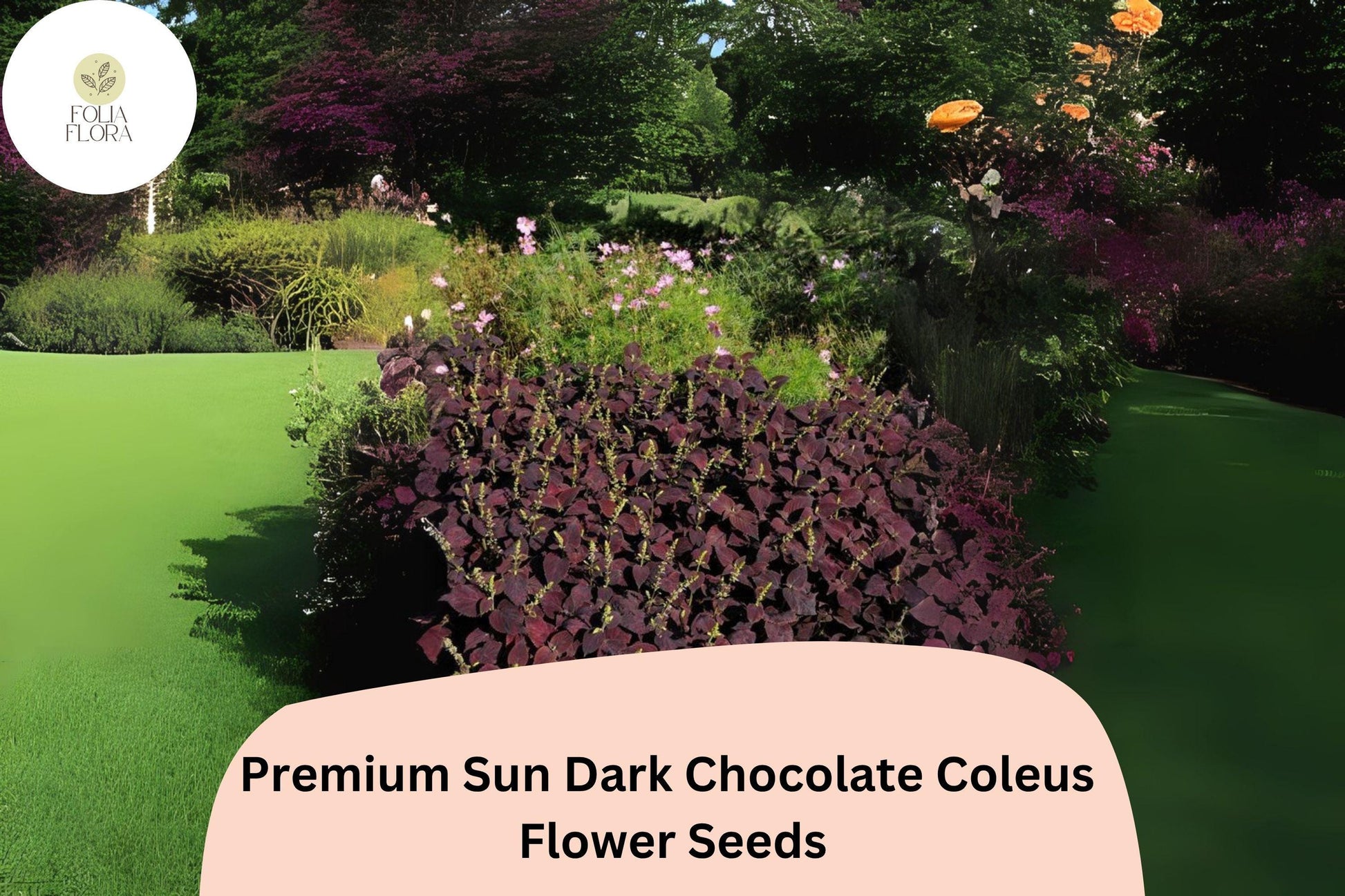 Dark Chocolate Coleus Seeds | 25+ Fresh Seeds | Deep Brown Foliage | Plectranthus scutellarioides | Sun or Shade Gardening