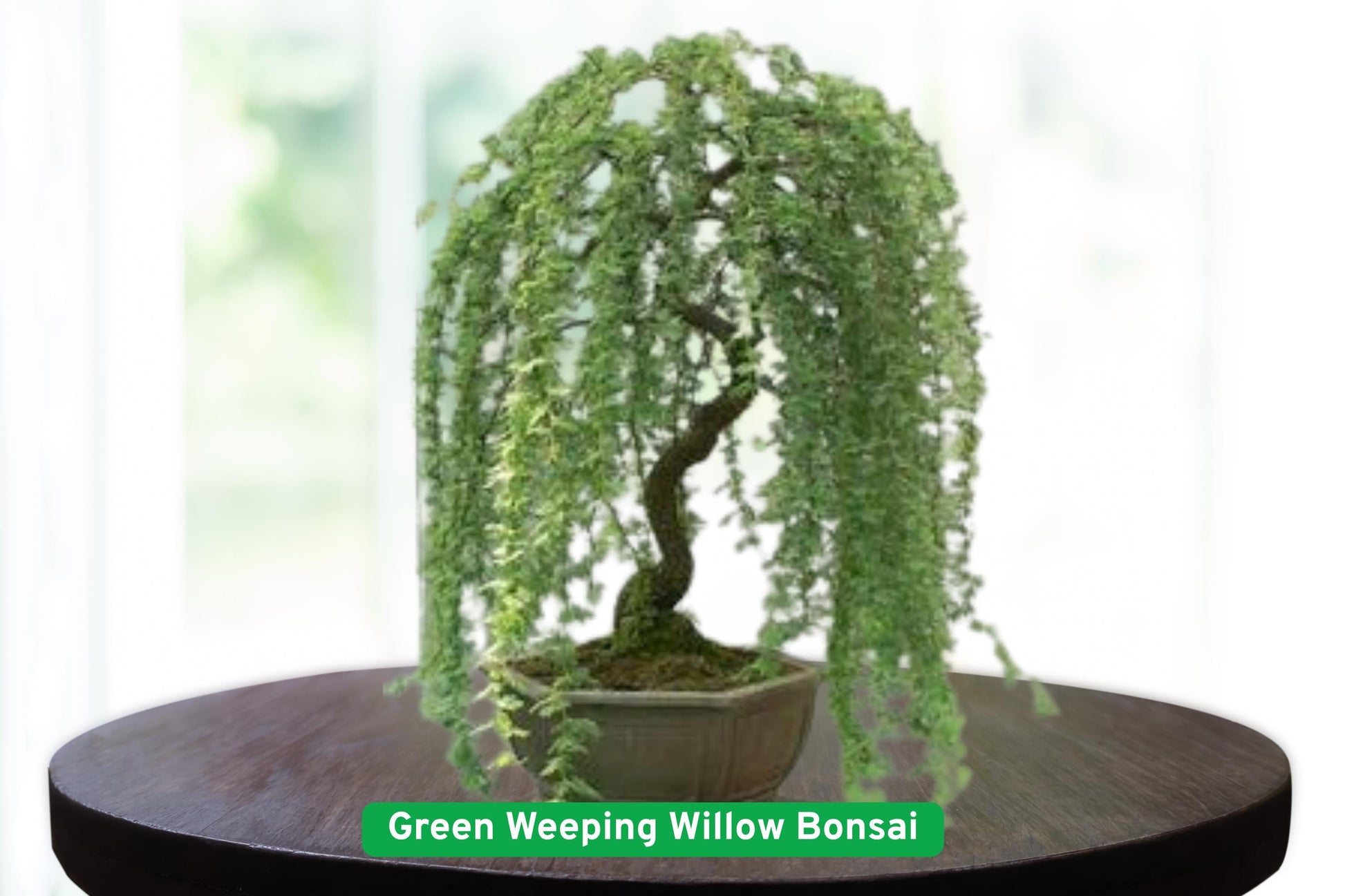 Green Weeping Willow Bonsai Cutting - Salix babylonica - Fast Growing Dwarf Tree for Bonsai or Container Gardening