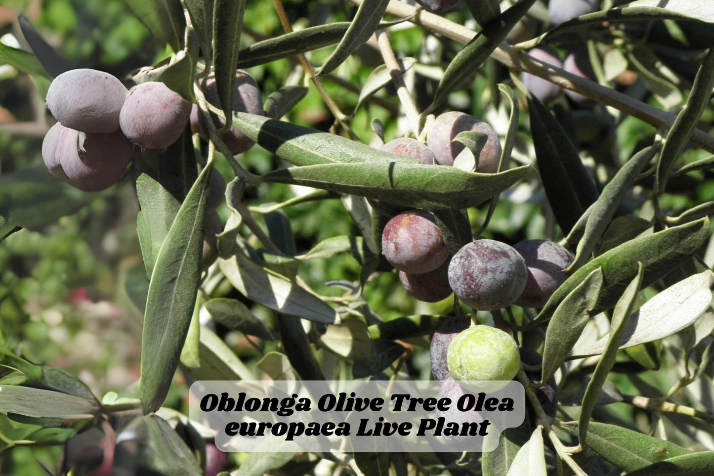 Oblonga Olive Tree Starter Plant 6-10 Inches Olea europaea for Patio or Garden, Healthy Rooted Plant for Mediterranean Landscapes
