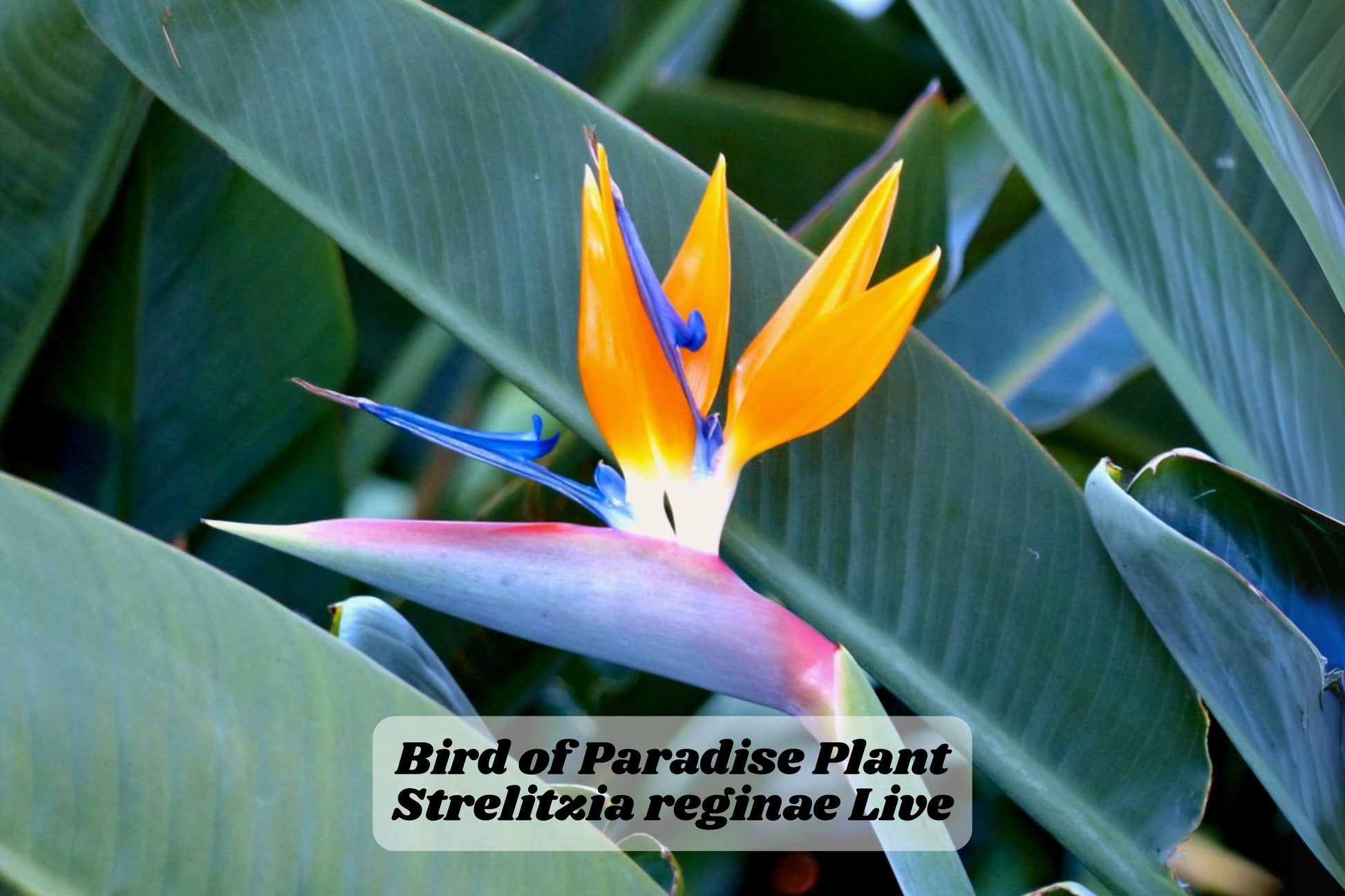 Bird of Paradise Starter Plant 6-12 Inches - Strelitzia reginae - Indoor Outdoor Tropical Decor - Rooted Healthy Plant