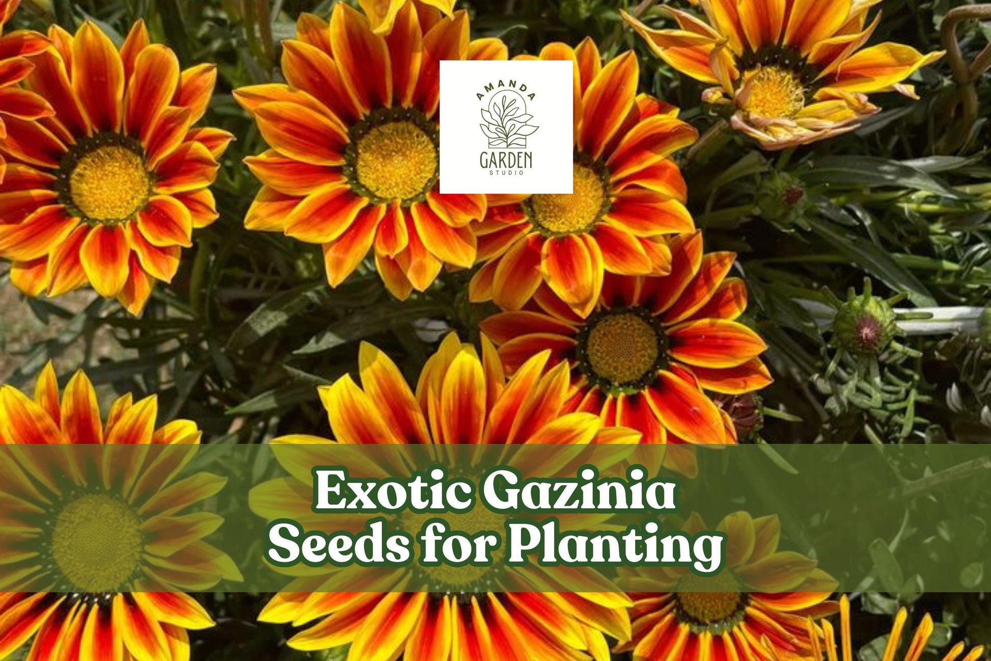 Exotic Gazania Seeds - 100 Mixed Treasure Flower Seeds, Gazania rigens, Drought-Tolerant, Vibrant Colors for Gardens and Containers