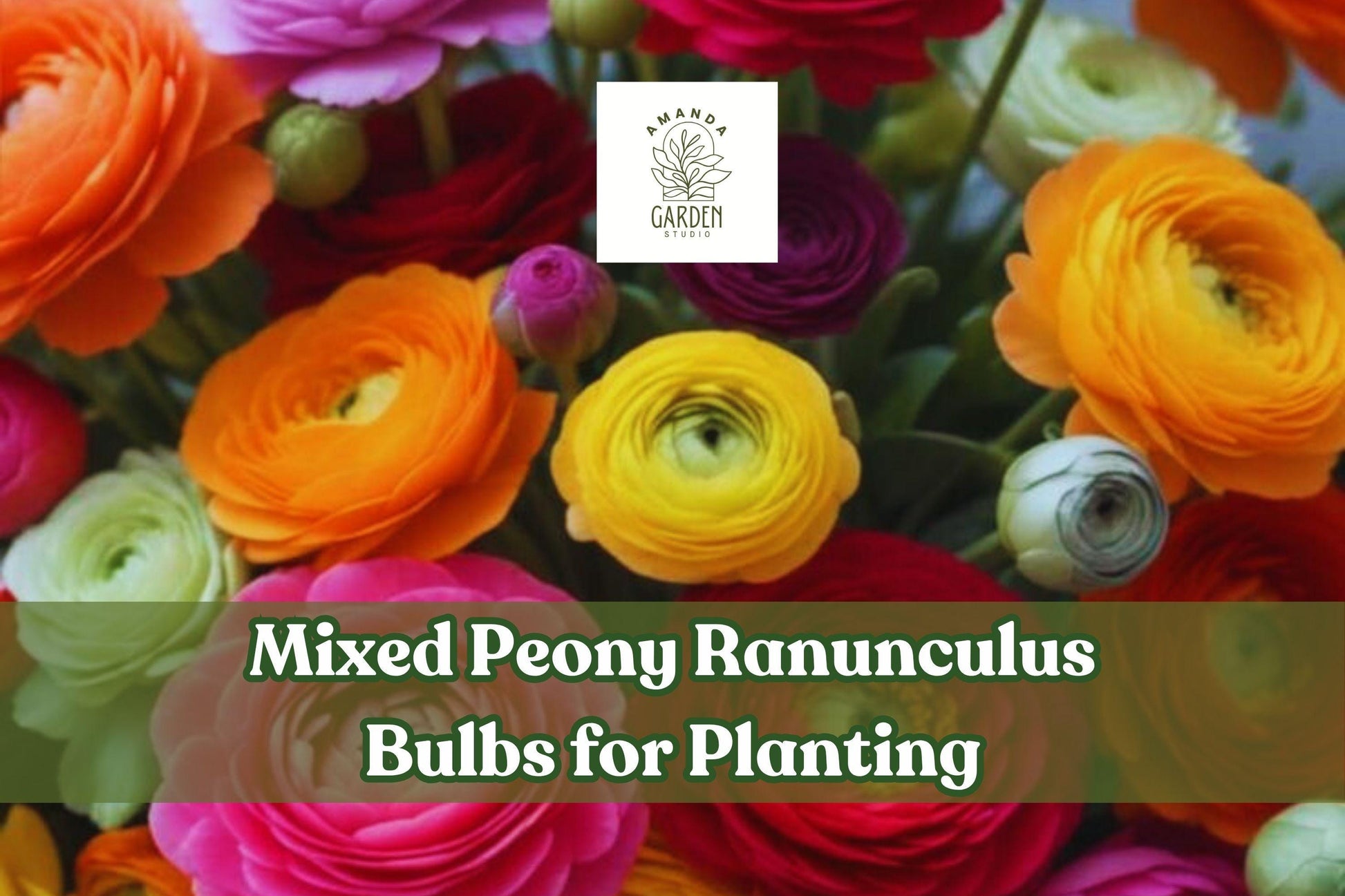 Mixed Peony Ranunculus Bulbs - Assorted Spring Colors - 12 Large Healthy Bulbs - Ranunculus asiaticus - Ships from Iowa