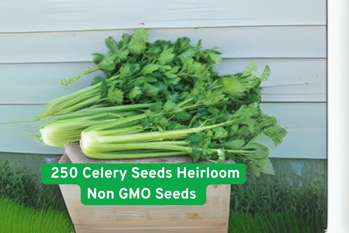 250 Heirloom Celery Seeds - Non-GMO, Easy Grow - Apium graveolens - Perfect for Garden, Container, or Kids' STEM Projects