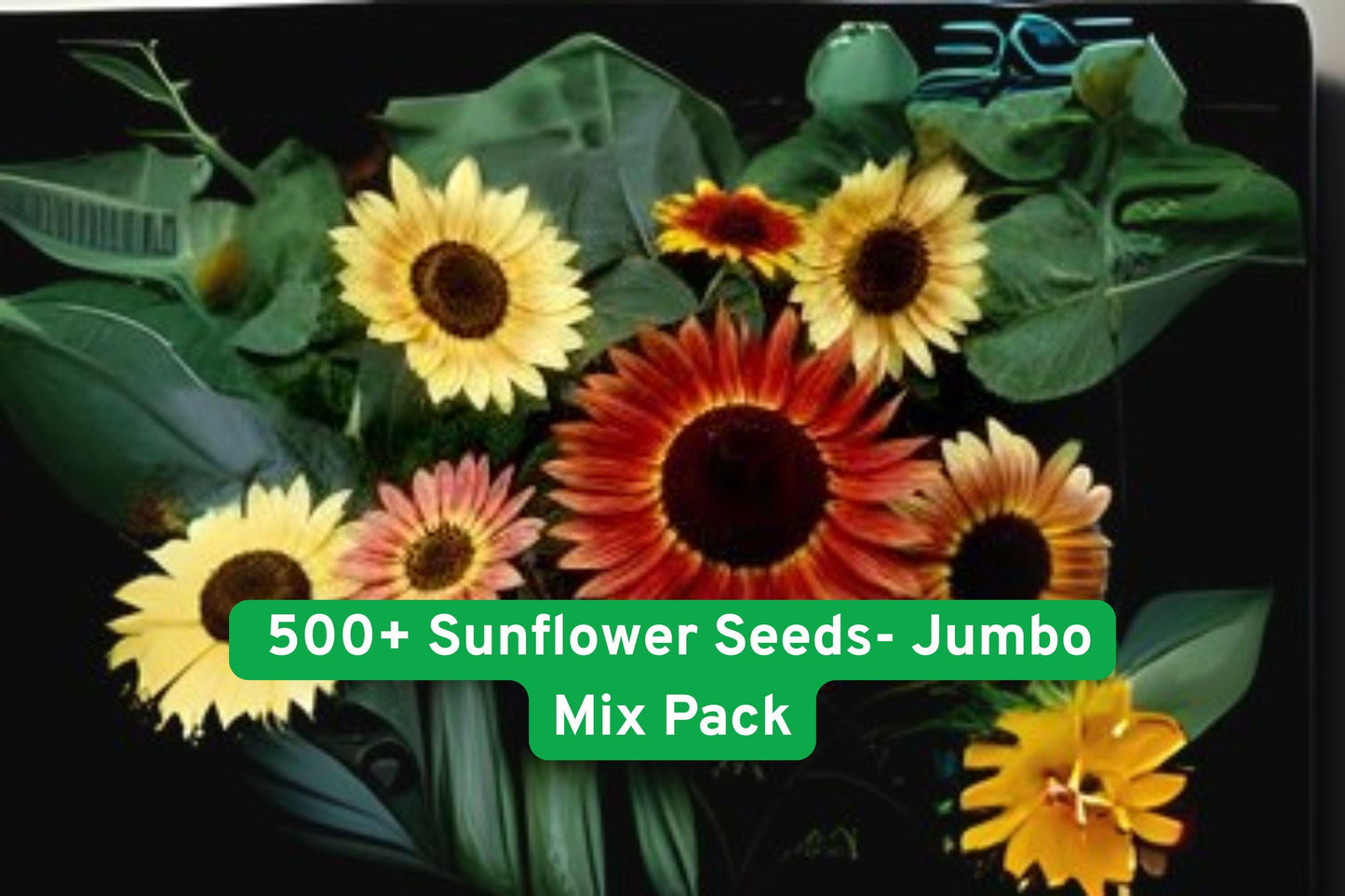 Mixed Sunflower Seeds 500+ Count | Heirloom Varieties | Bright Colors | Helianthus annuus | Attract Pollinators