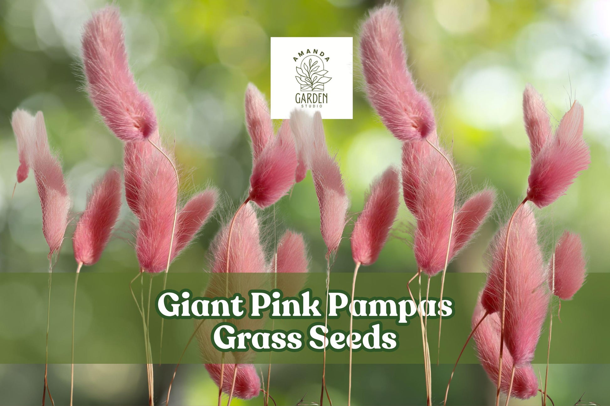 Giant Pink Pampas Grass Seeds - 500 Drought-Tolerant Ornamental Seeds - Cortaderia selloana - Perfect for Garden Borders & Accents