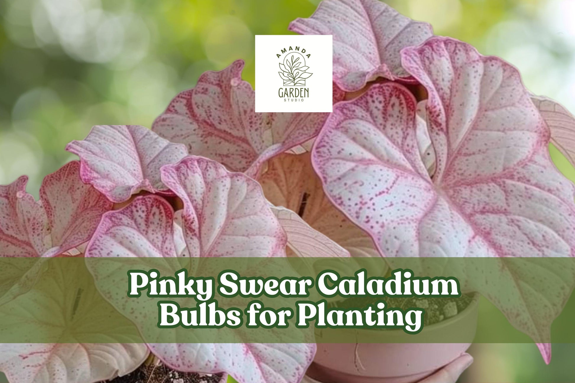 Pinky Swear Caladium Bulbs - 6 Pack - Pink & Green Elephant Ear Foliage - Caladium bicolor - Shade Garden Perennial