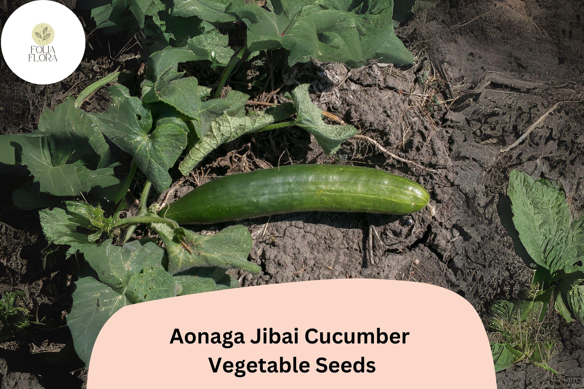 25+ Aonaga Jibai Cucumber Seeds | Japanese Heirloom | Crisp Long Green Cucumbers | Cucumis sativus
