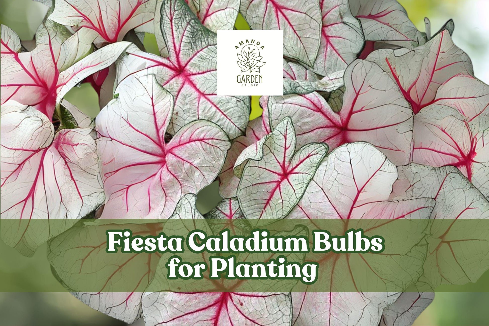 Fiesta Caladium Bulbs (6 Count) - Red, Green & White Foliage - Caladium bicolor - Shade Garden Companion Plant