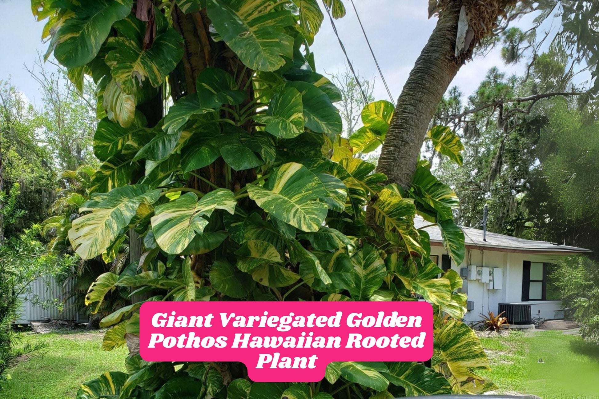Variegated Golden Pothos Plant 4-8 Inches - Epipremnum aureum Rooted Starter for Indoor Climbing in Pot