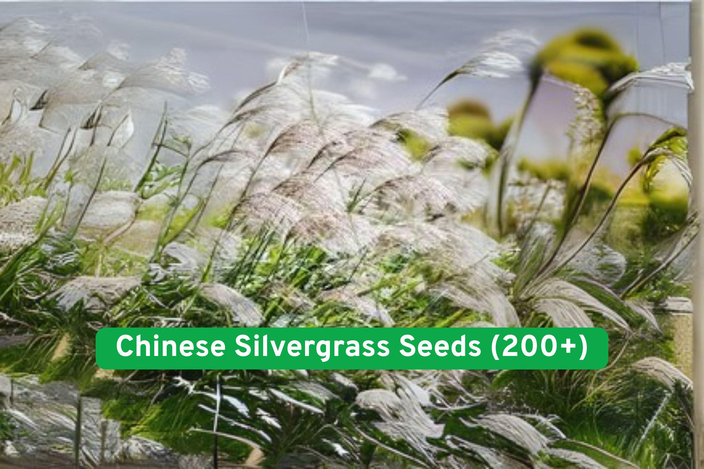 Chinese Silvergrass Seeds (200+) - Miscanthus sinensis - Drought-Tolerant Ornamental Grass for Easy Landscaping