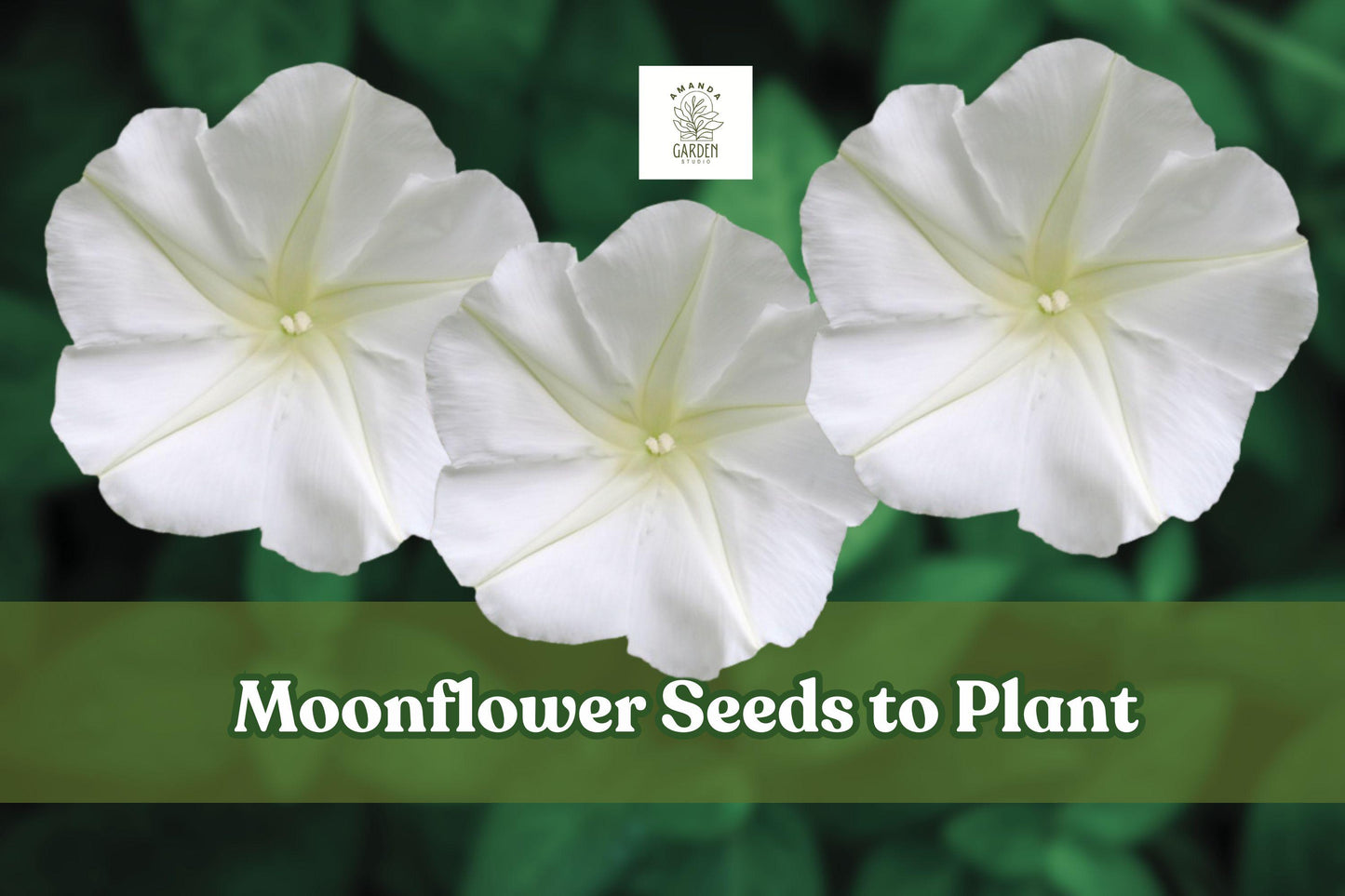 Moonflower Seeds - 50 Premium Night-Blooming White Flowers - Ipomoea alba - Perfect for Trellises & Moon Gardens