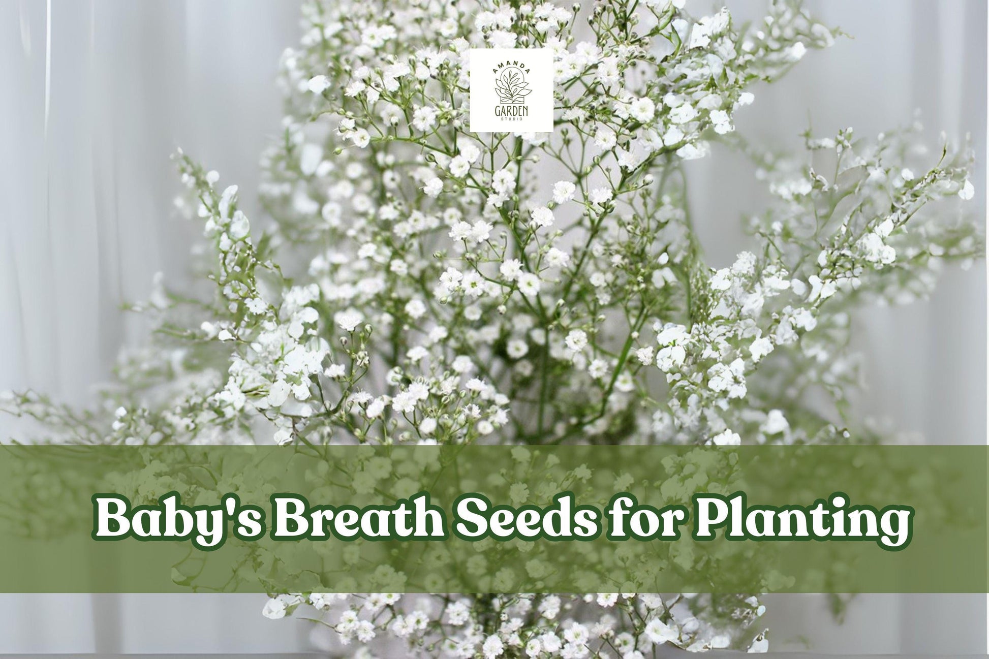 Baby's Breath Seeds - 5,000 Count - White Annual Flowers - Gypsophila elegans - Easy to Grow for Gardens & Bouquets