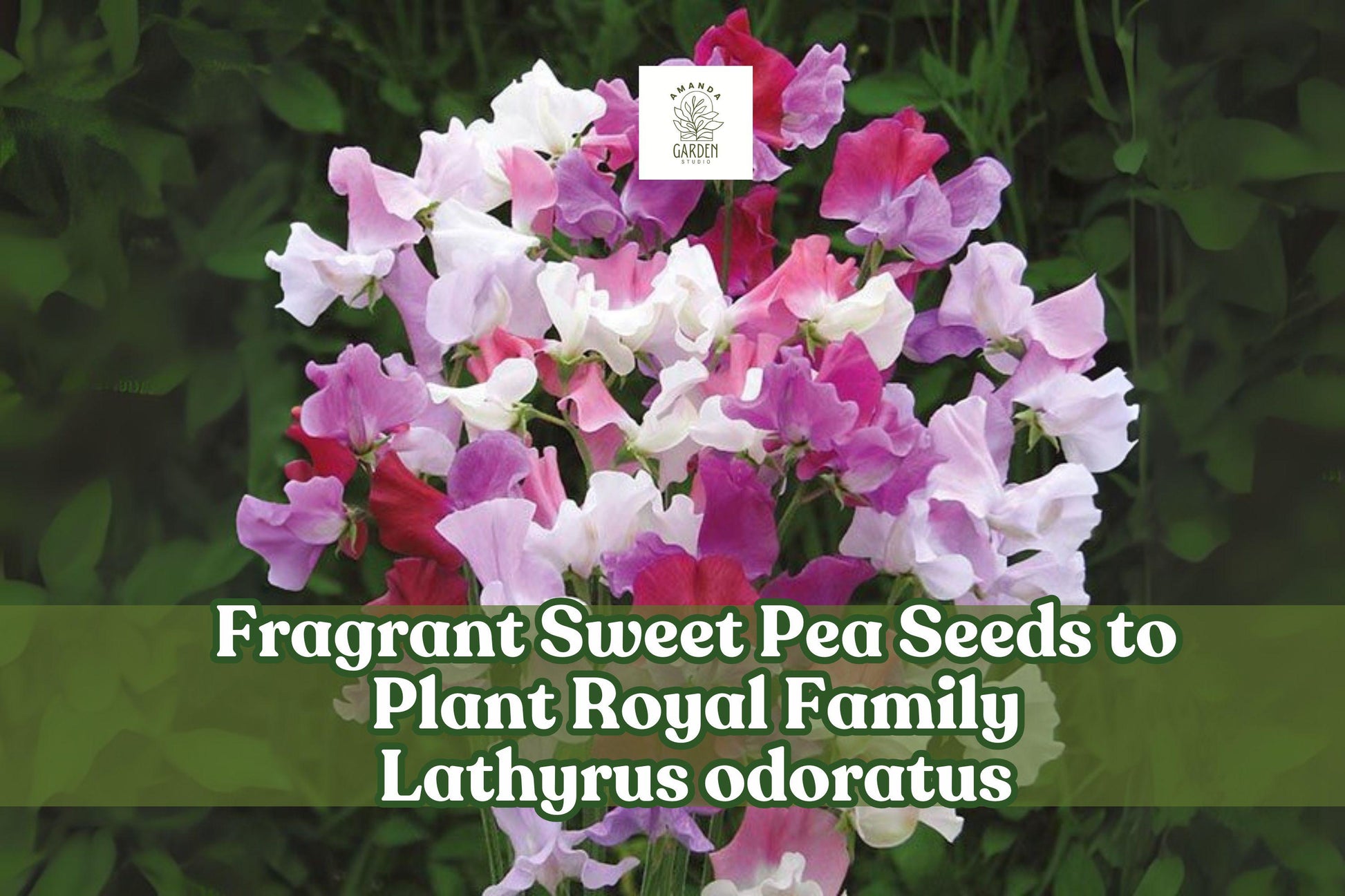 Fragrant Sweet Pea Seeds - 100 Royal Family Mix - Lathyrus odoratus - Heirloom Climbing Vines for Garden Planting