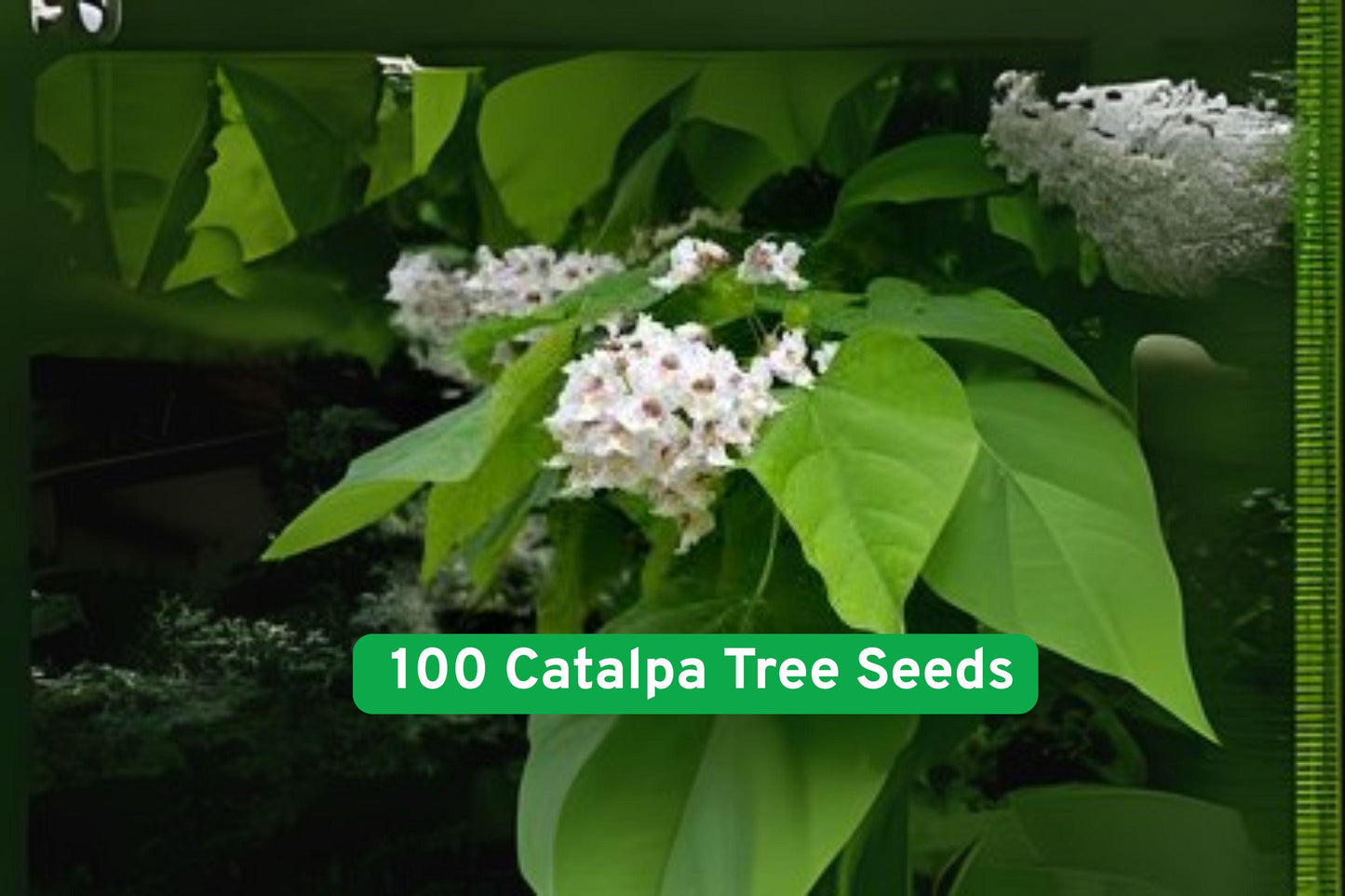 Catalpa Tree Seeds - 100 Count - Fast Growing Shade Tree with Showy White Flowers - Catalpa speciosa