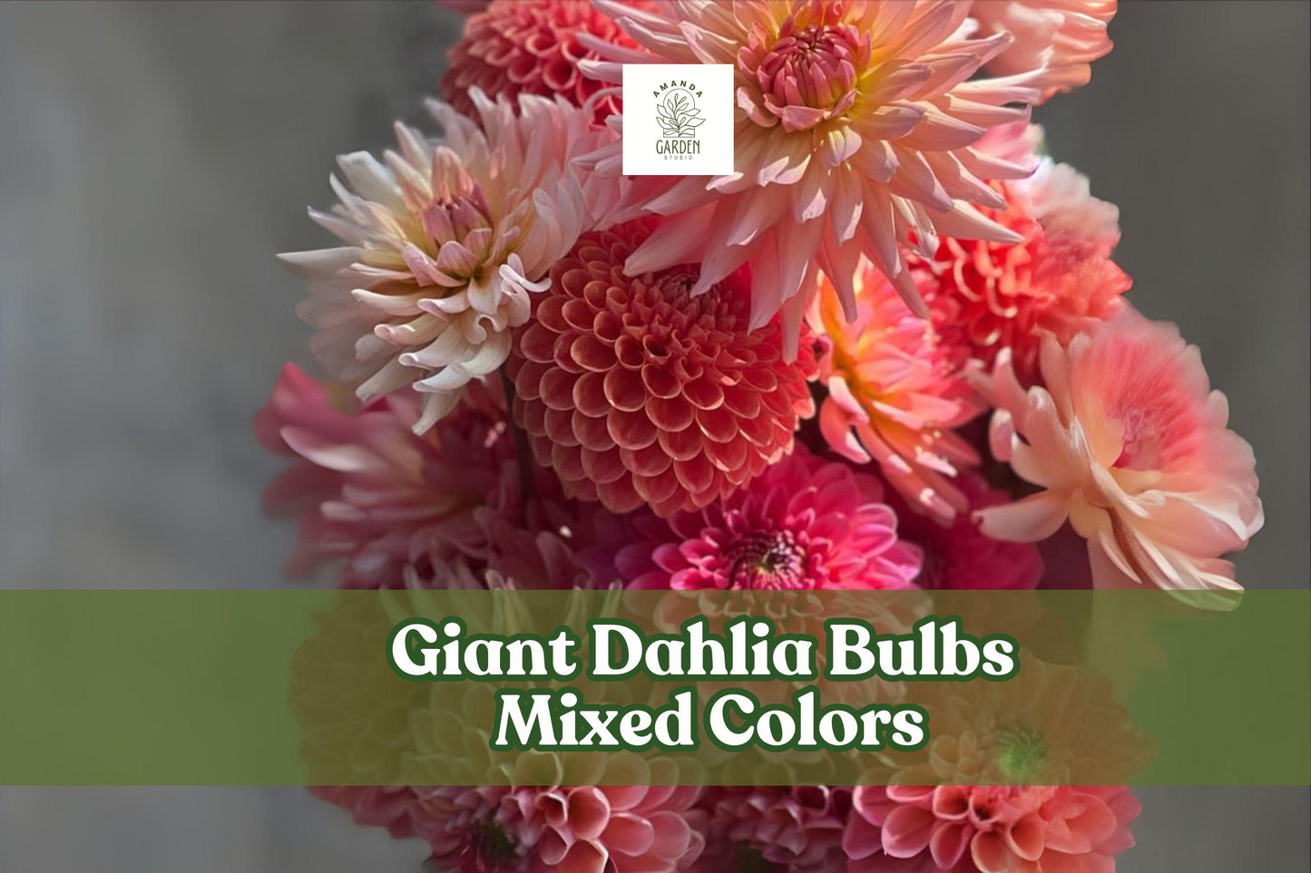 Giant Dahlia Bulbs - 5 Mixed Color Tubers - Large Flowering Perennials for Cutting Gardens - Dahlia variabilis