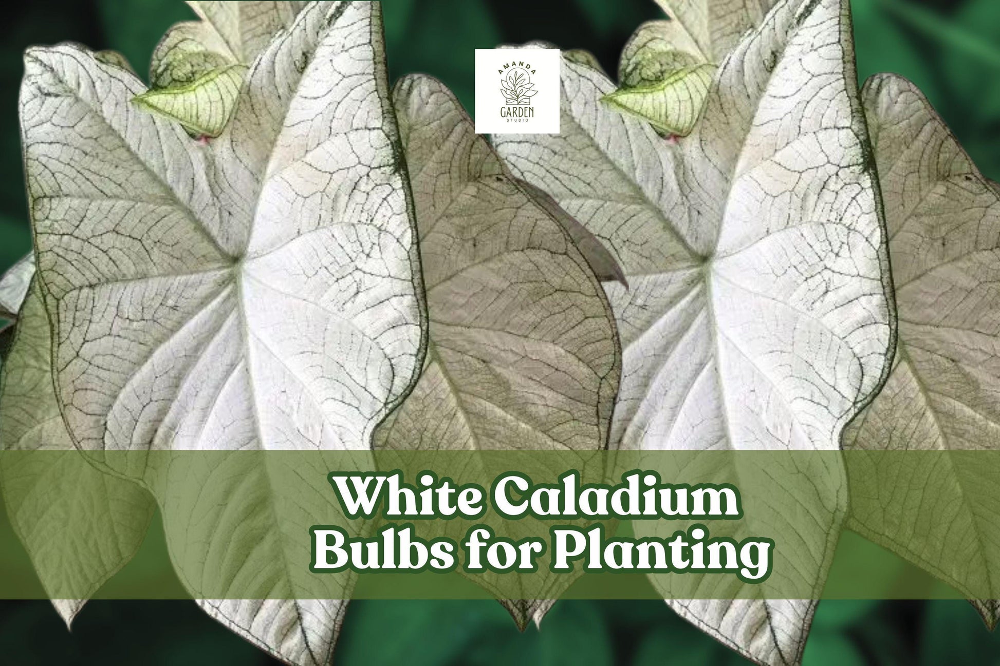 White Caladium Bulb - Fast-Growing Foliage Plant, Caladium bicolor, White with Green Edges, Ideal for Indoor/Outdoor Shade