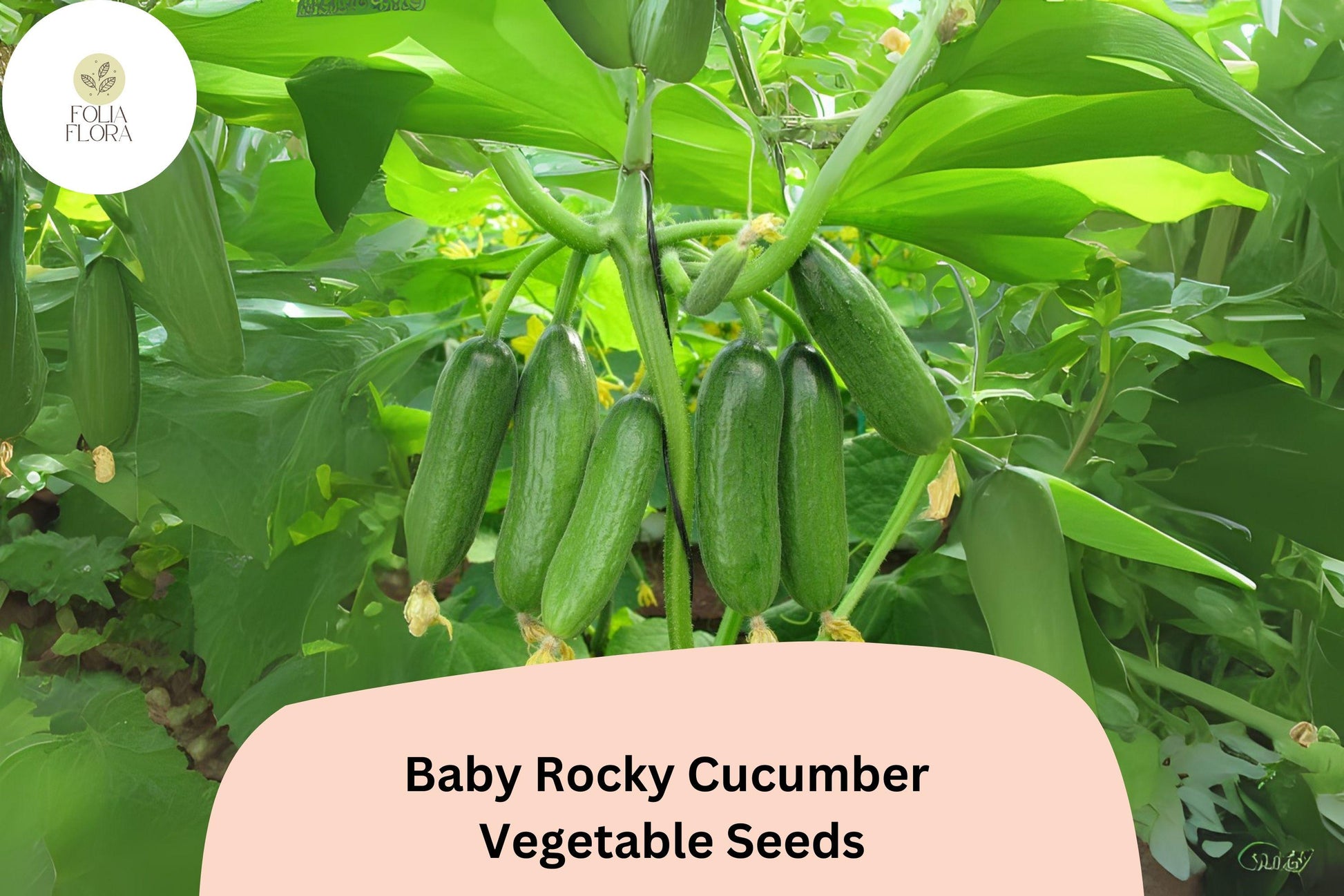 Baby Rocky Cucumber Seeds | 25+ Mini Crisp Veggie | Cucumis sativus | Ideal for Containers & Small Gardens