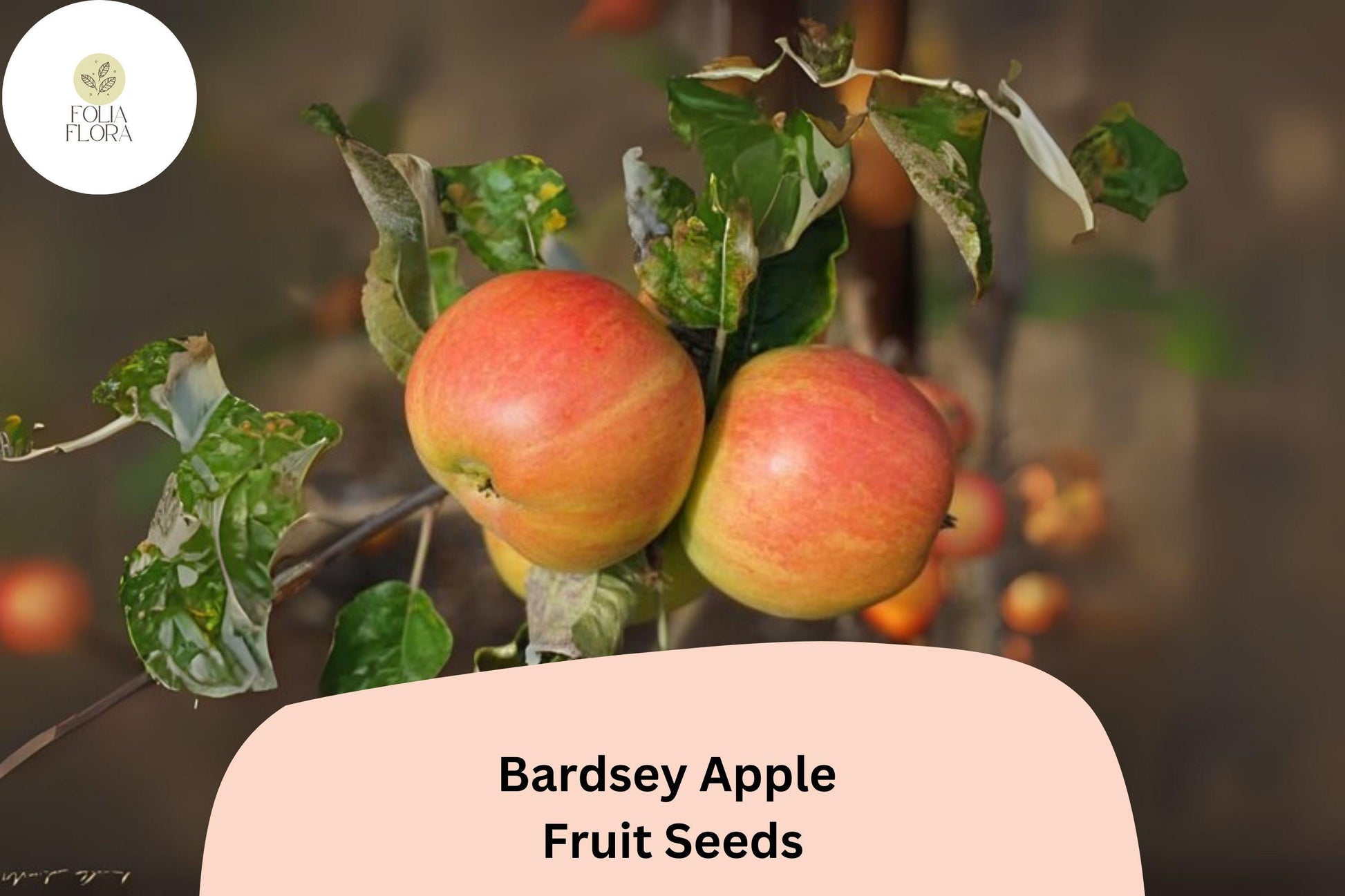 Bardsey Apple Seeds - 25+ Rare Welsh Heirloom Seeds for Planting | Malus domestica | Sweet Lemon-Scented Fruit