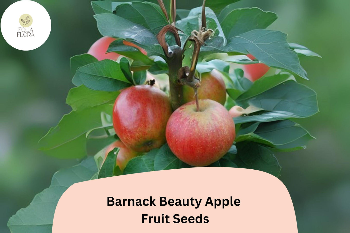 Barnack Beauty Apple Seeds - 25+ Rare English Heirloom, Sweet Crisp Fruit - Malus domestica for Home Gardens & Orchards