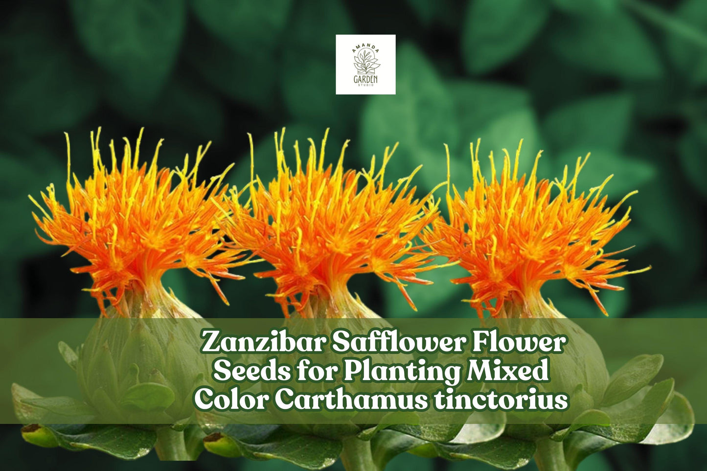Zanzibar Safflower Seeds - 30 Mixed Color Carthamus tinctorius - Drought-Tolerant Garden Flower for Pollinators and Arrangements