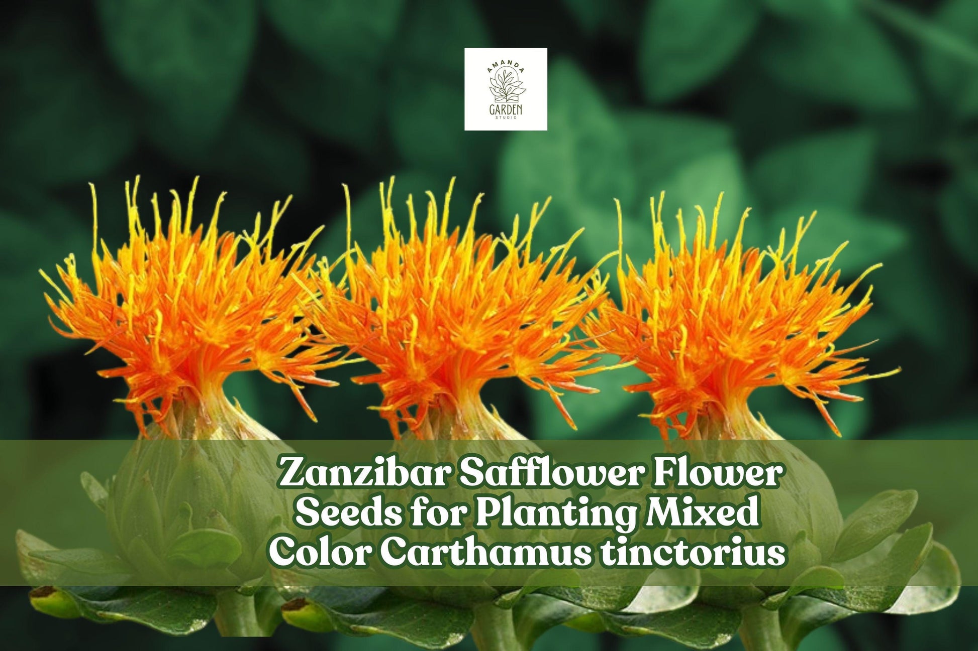Zanzibar Safflower Seeds - 30 Mixed Color Carthamus tinctorius - Drought-Tolerant Garden Flower for Pollinators and Arrangements