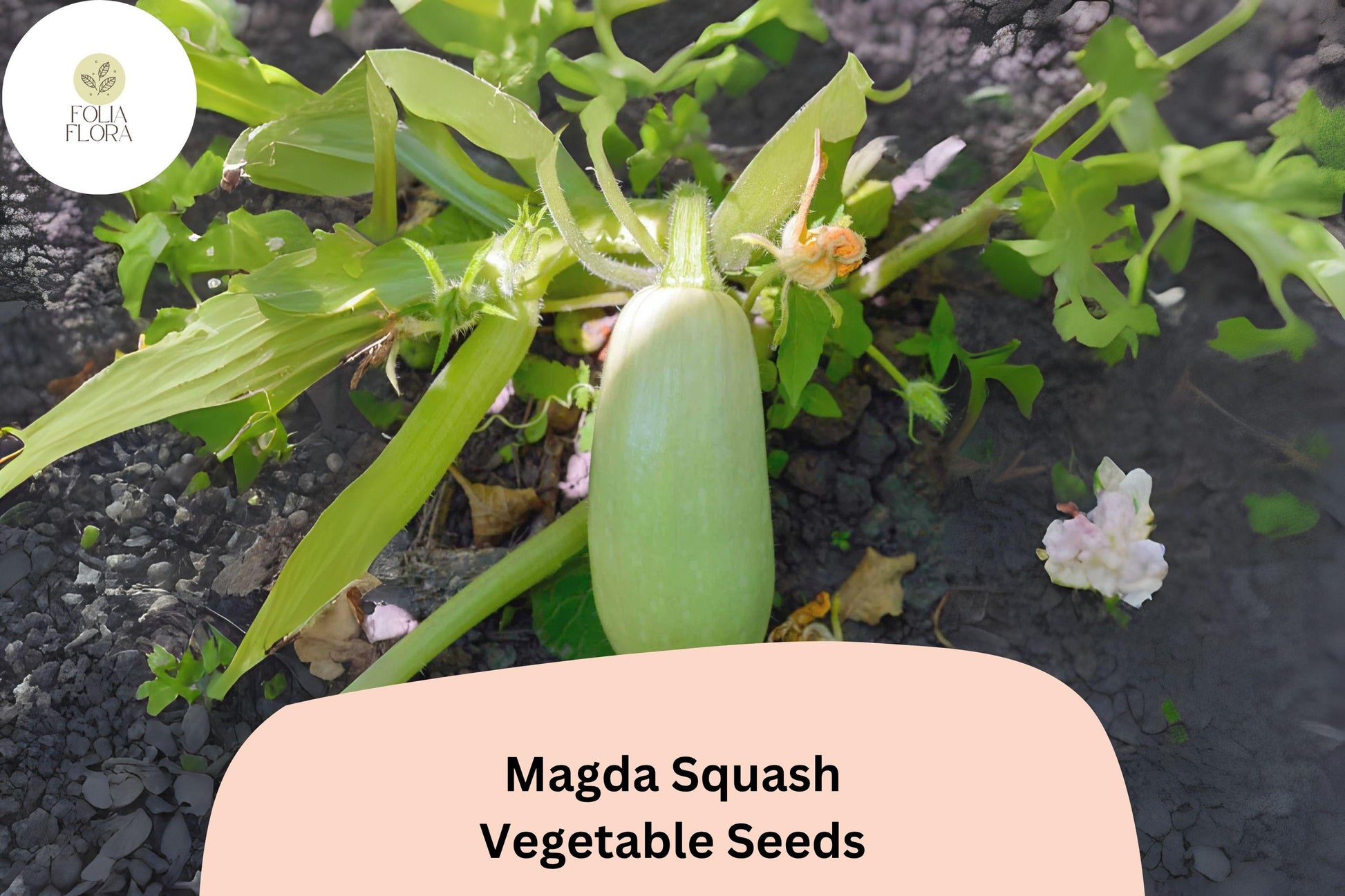 Magda Squash Seeds - 25+ Heirloom Pale Green Cousa-Type (Cucurbita pepo) for Garden Planting, Fast-Maturing Summer Squash